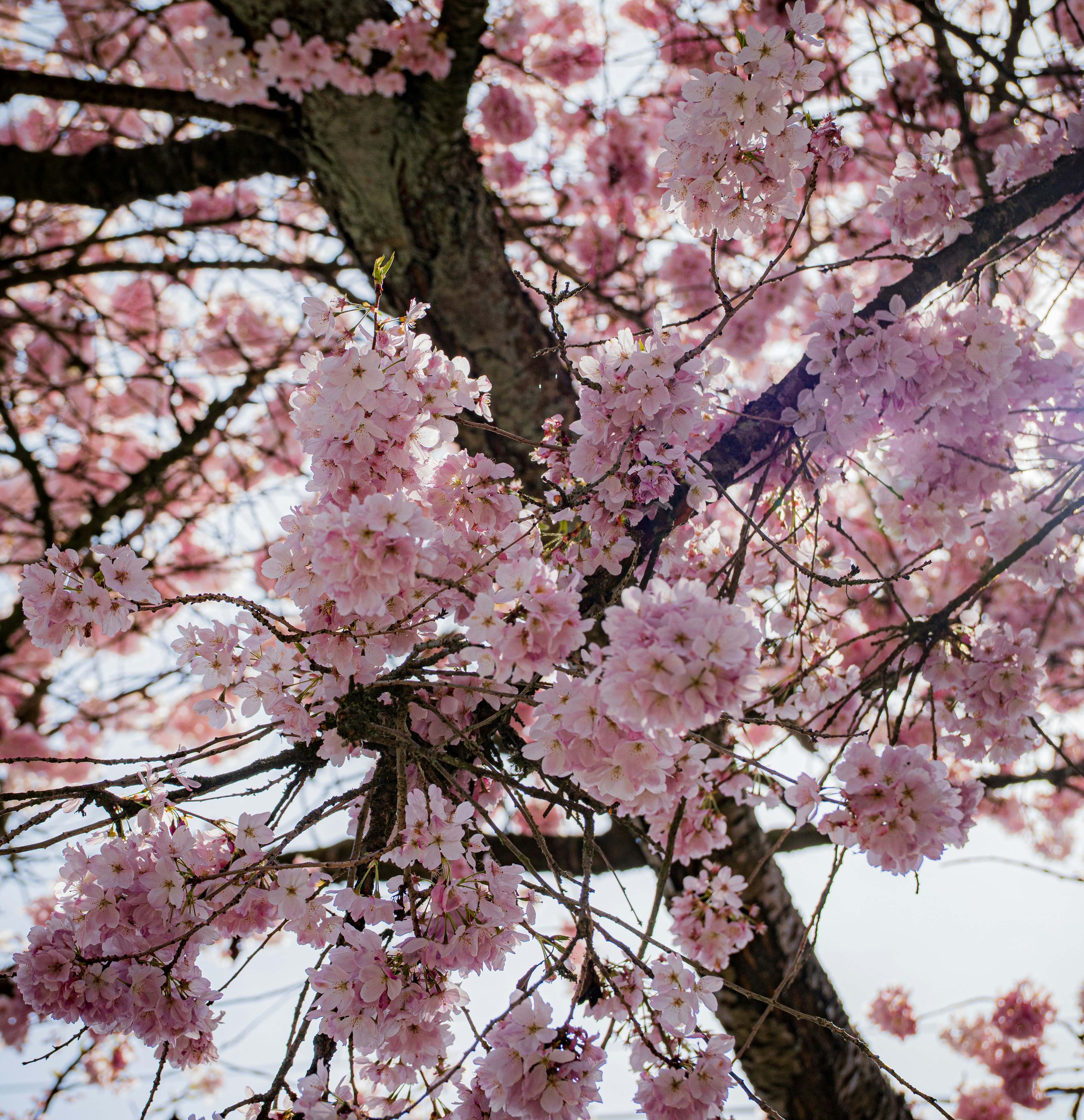 木の枝に咲くピンクの桜のクローズアップ。