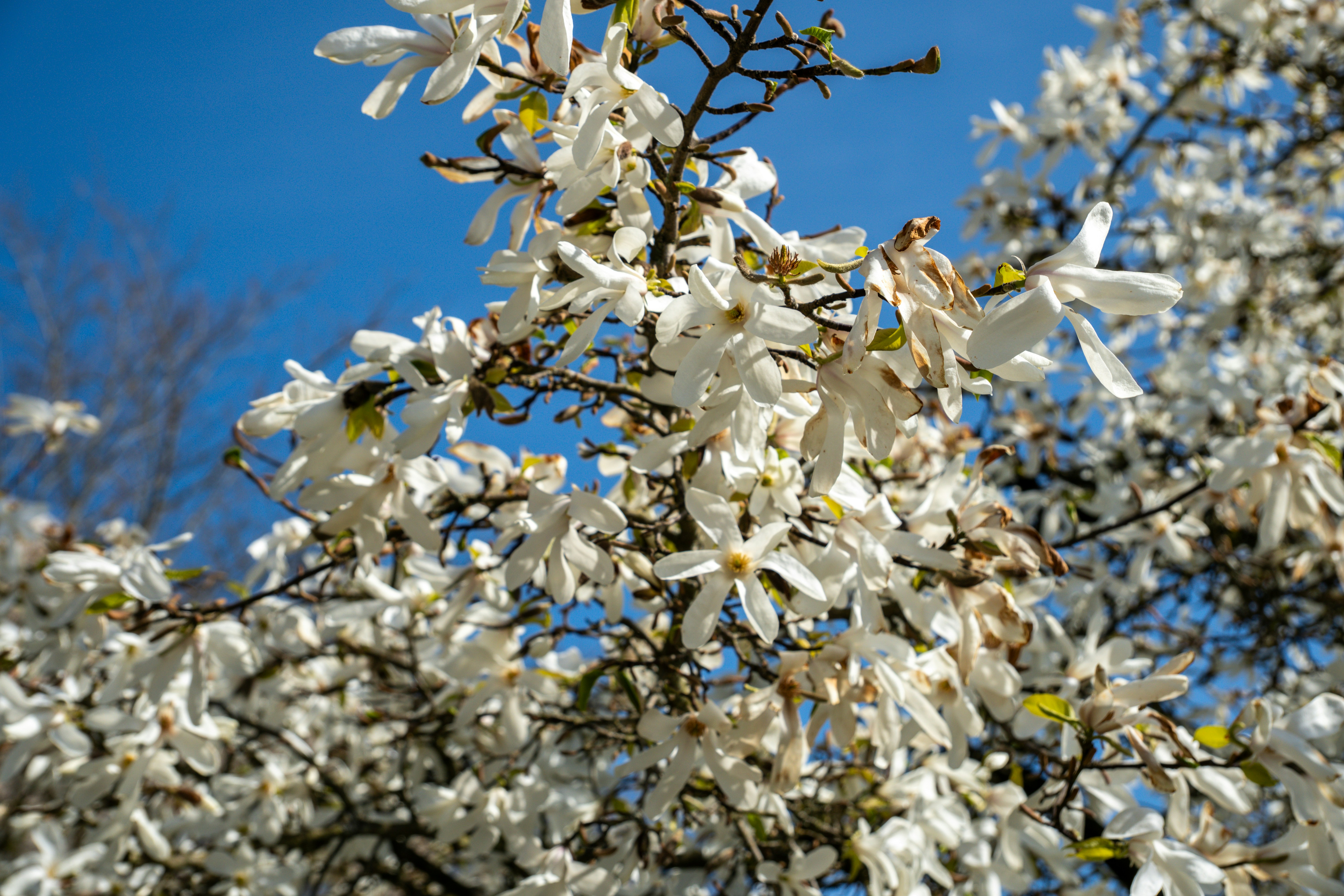 青空を背景に白星モレンの花が咲く