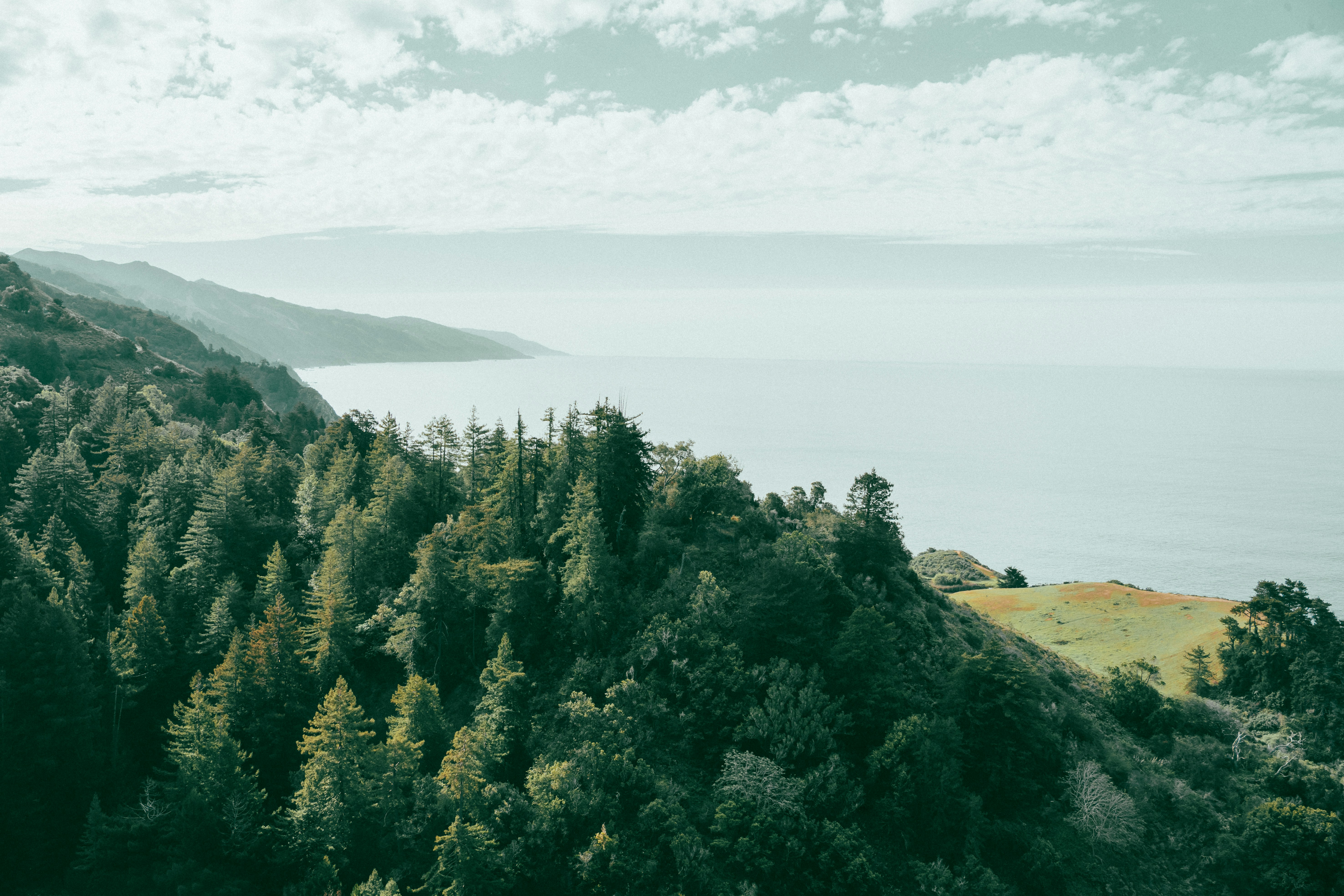 Close-up of a vibrant green leaf with detailed vein patterns.