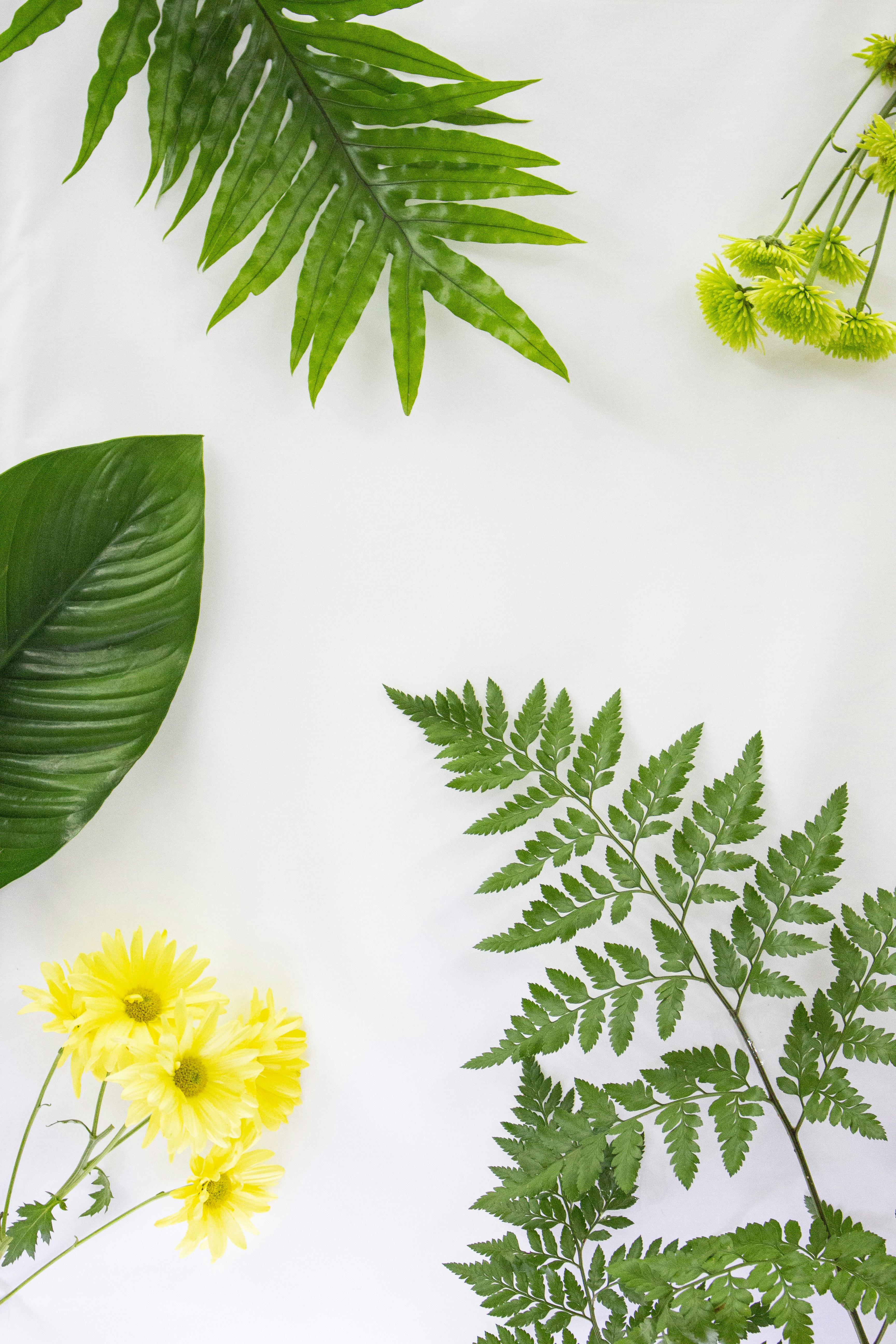 Foglie verdi e fiori gialli disposti su bianco