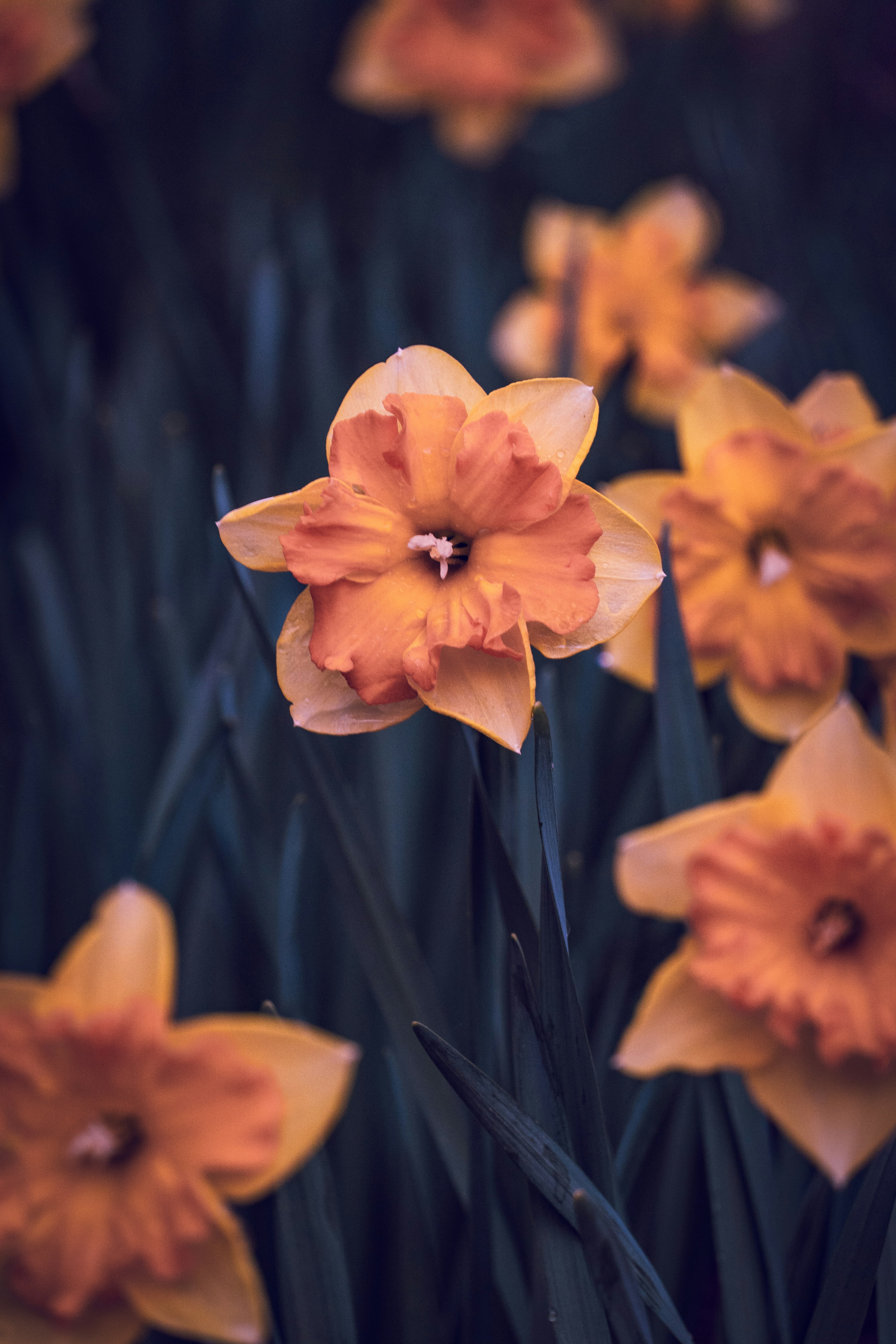 Close-up of orange daffodils blooming in a garden