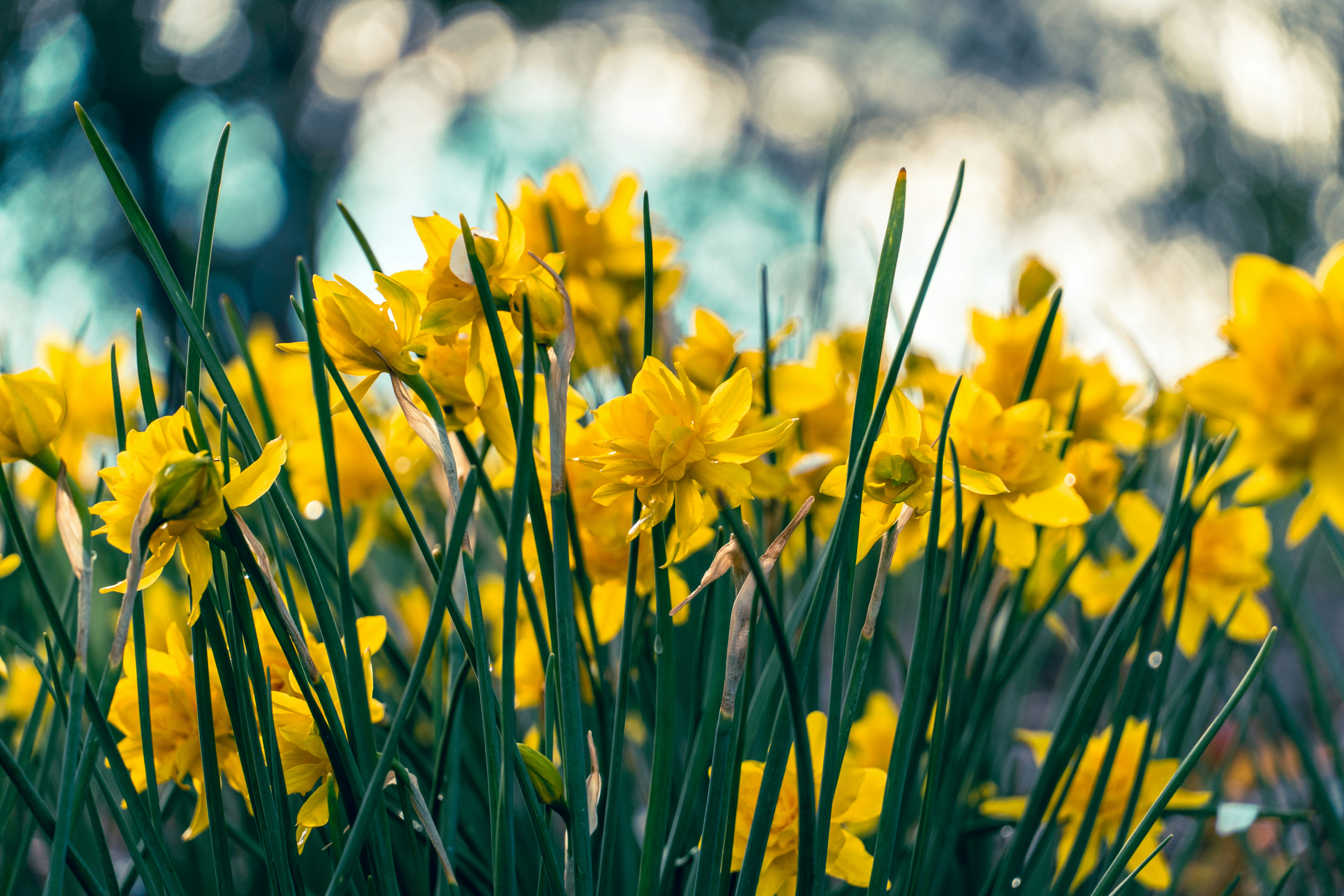 Un campo de narcisos amarillo brillante en flor.