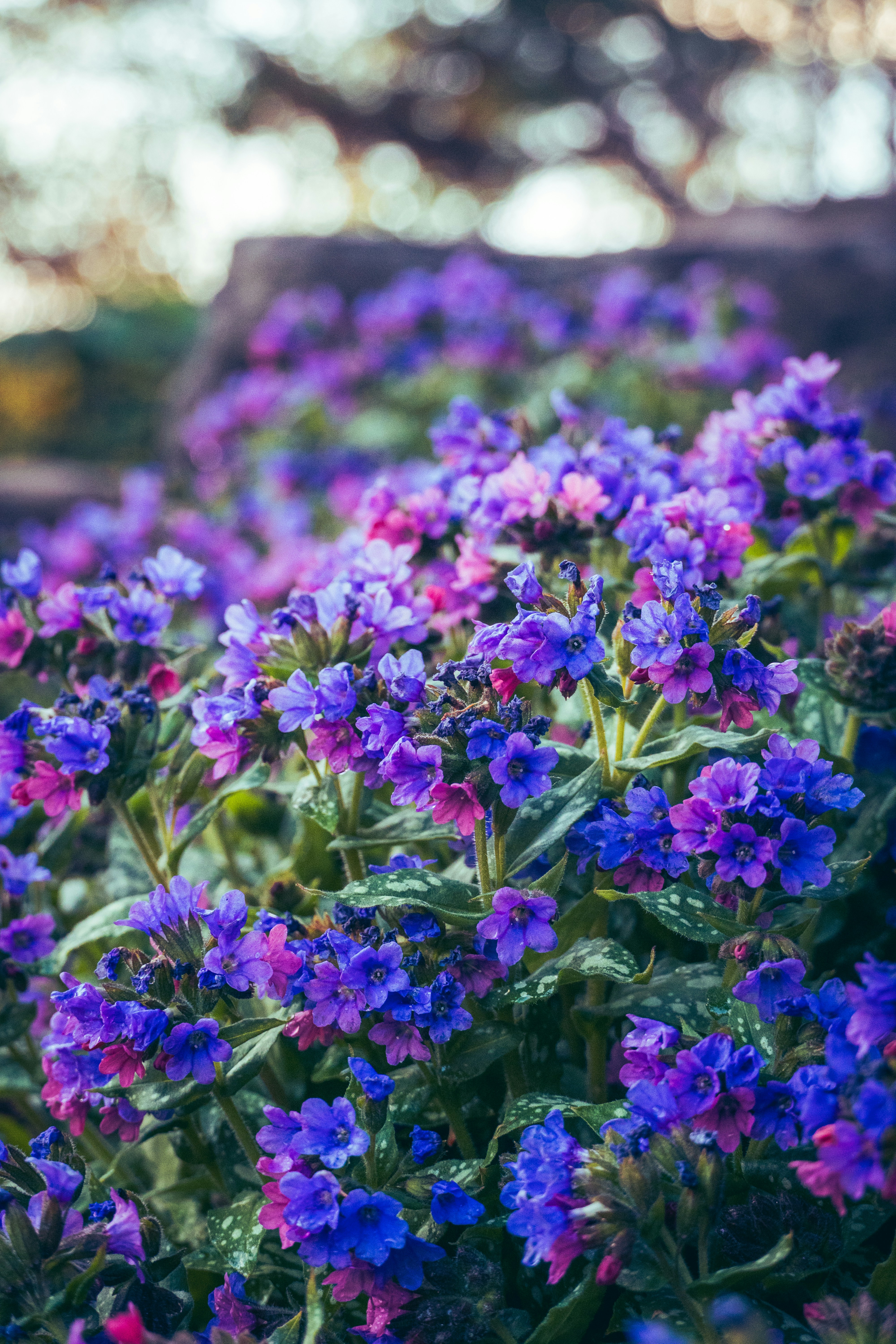 A cluster of small purple and pink flowers blooming.