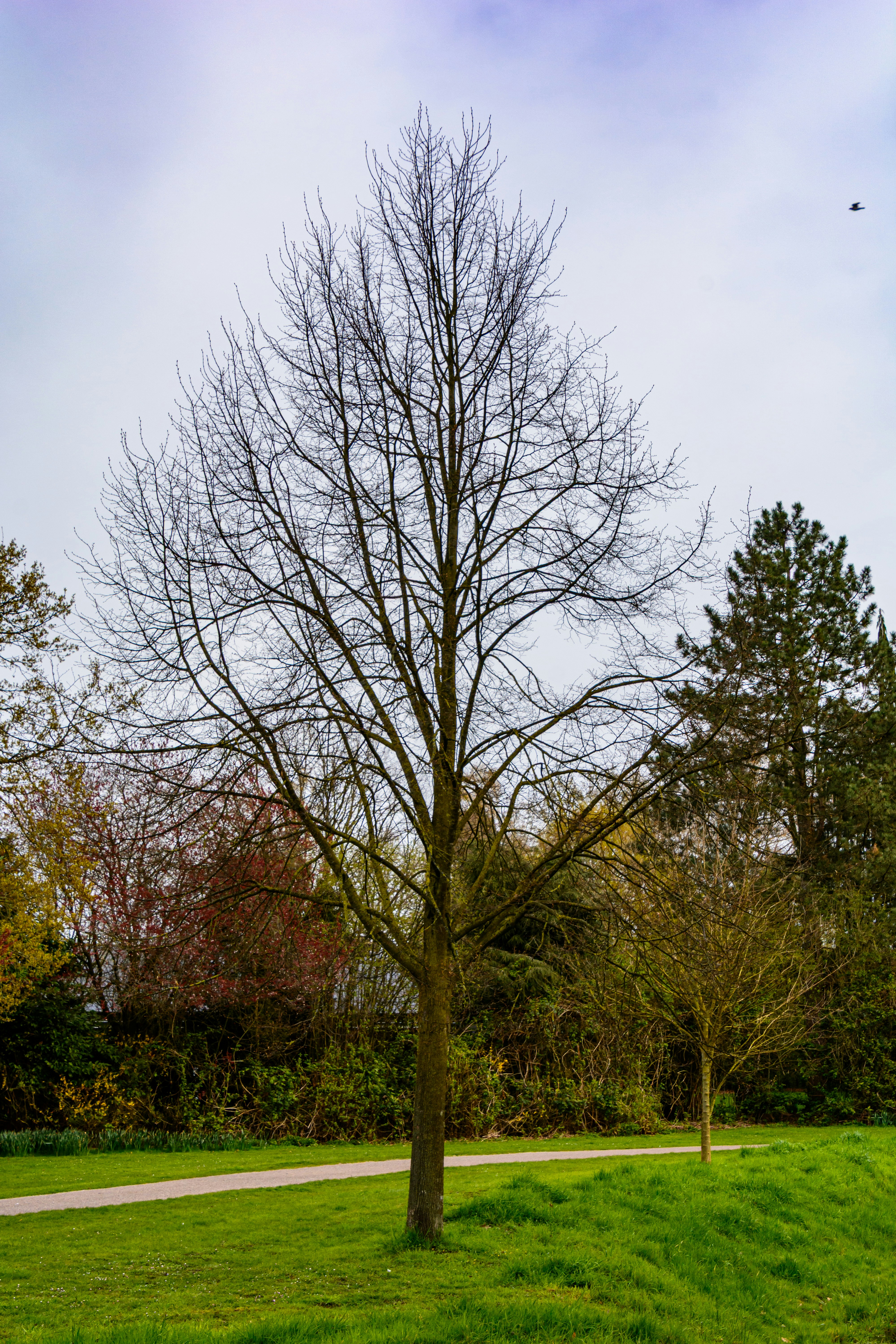 Der kahle Baum steht in einem grasbewachsenen Park mit bewölktem Himmel.