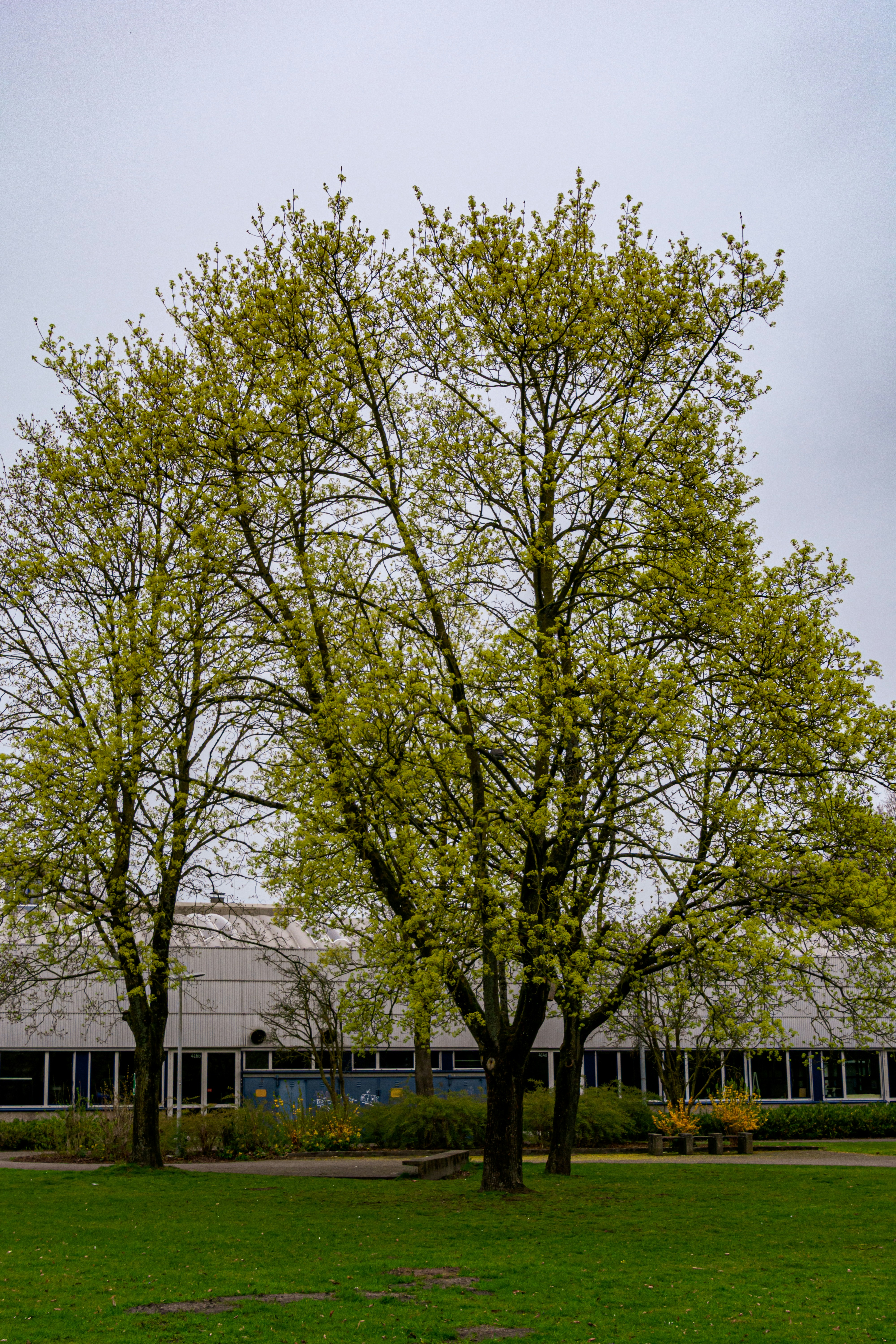 Zwei Bäume mit neuen Frühlingsblättern vor dem Gebäude