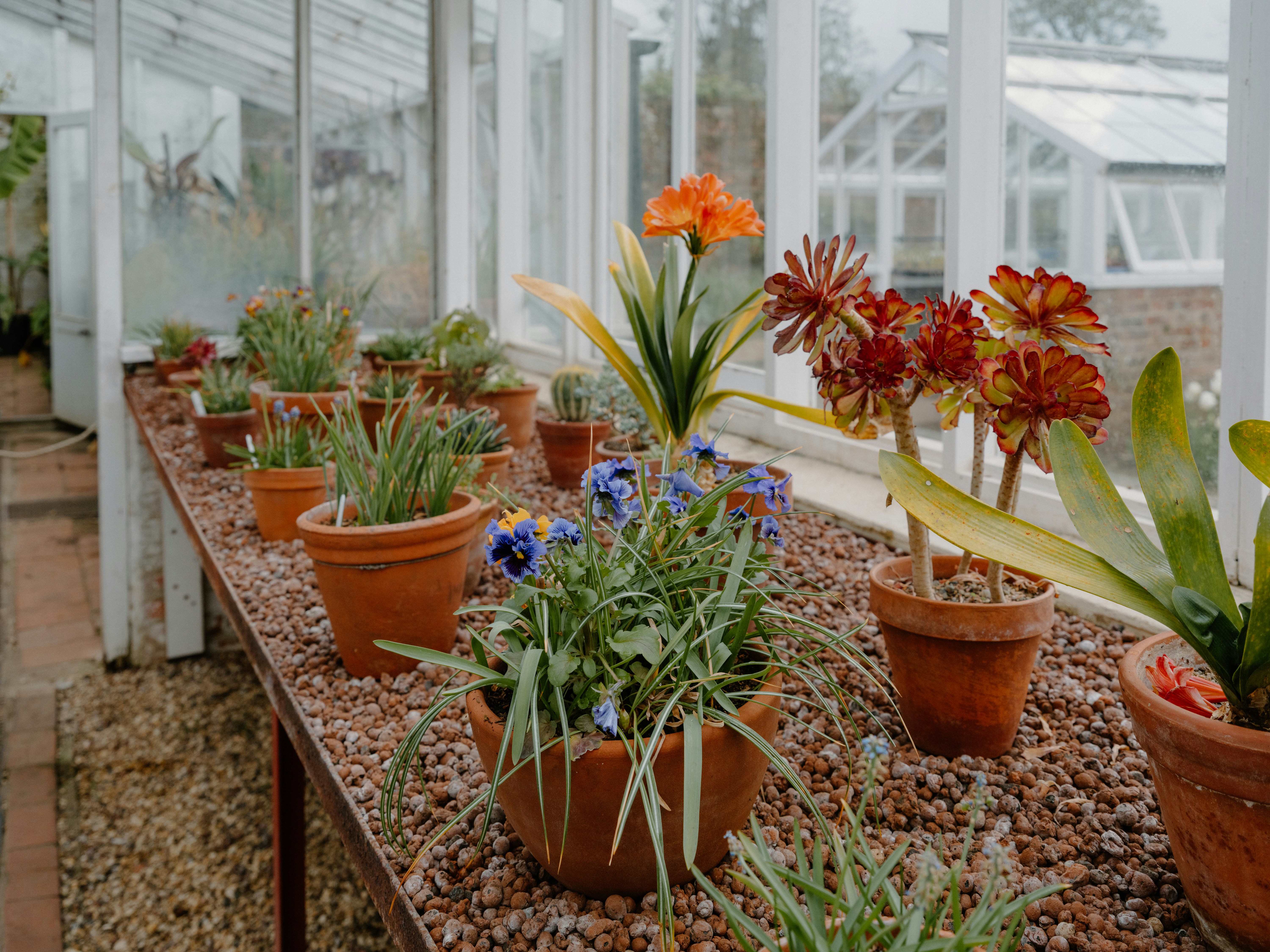 Varias plantas en maceta expuestas dentro de un invernadero.