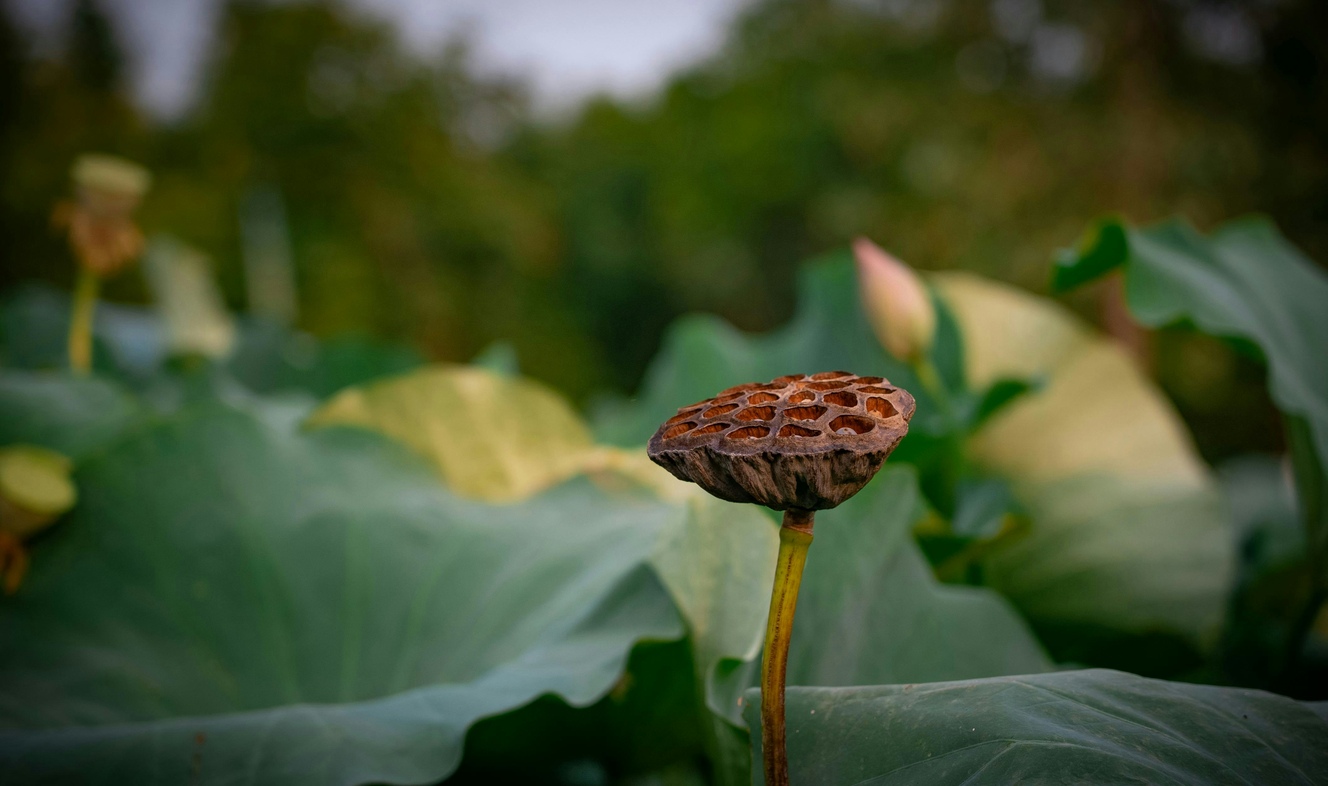A dried lotus seed pod rests above large green leaves.