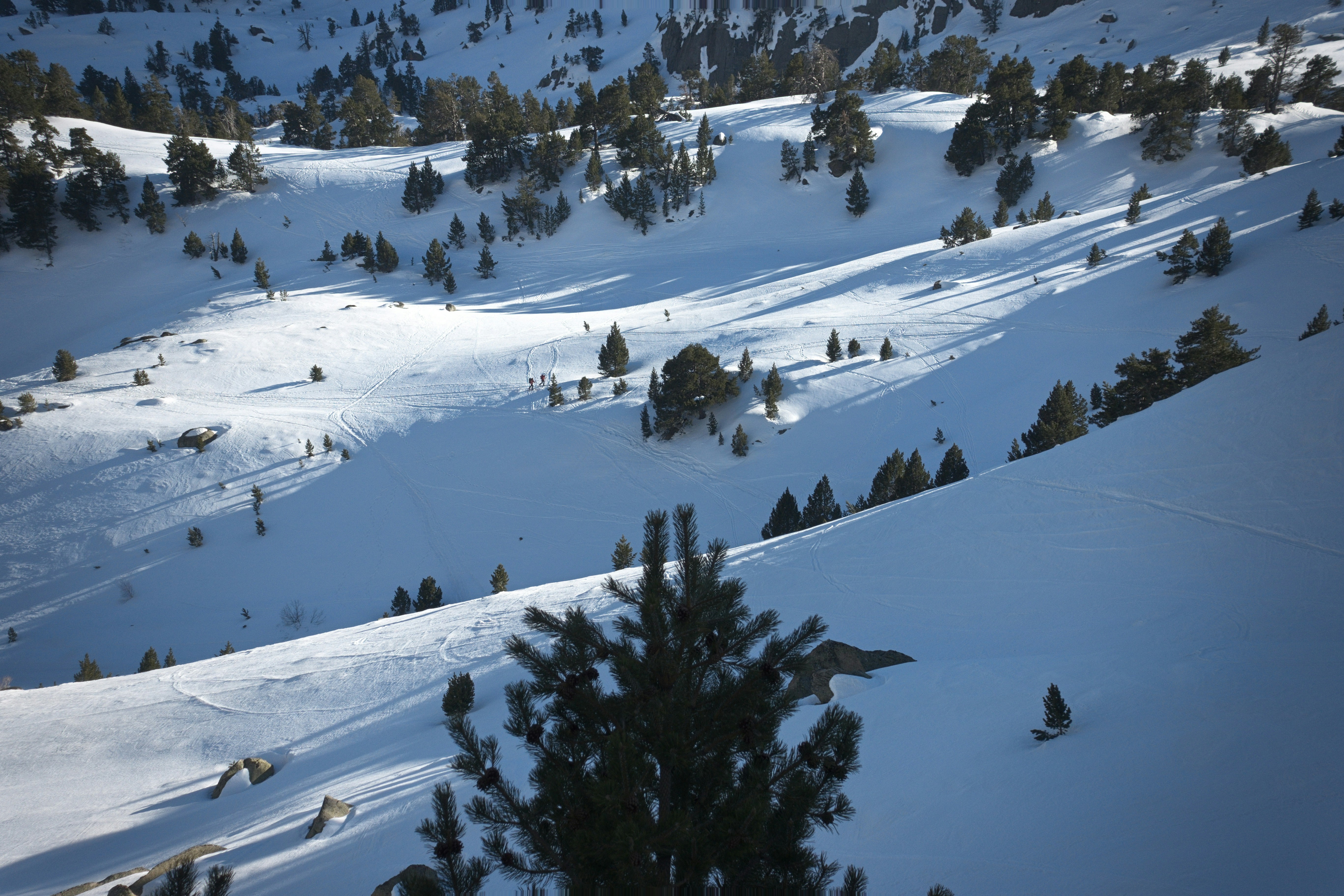 Schneebedeckte Berghänge mit verstreuten Kiefern