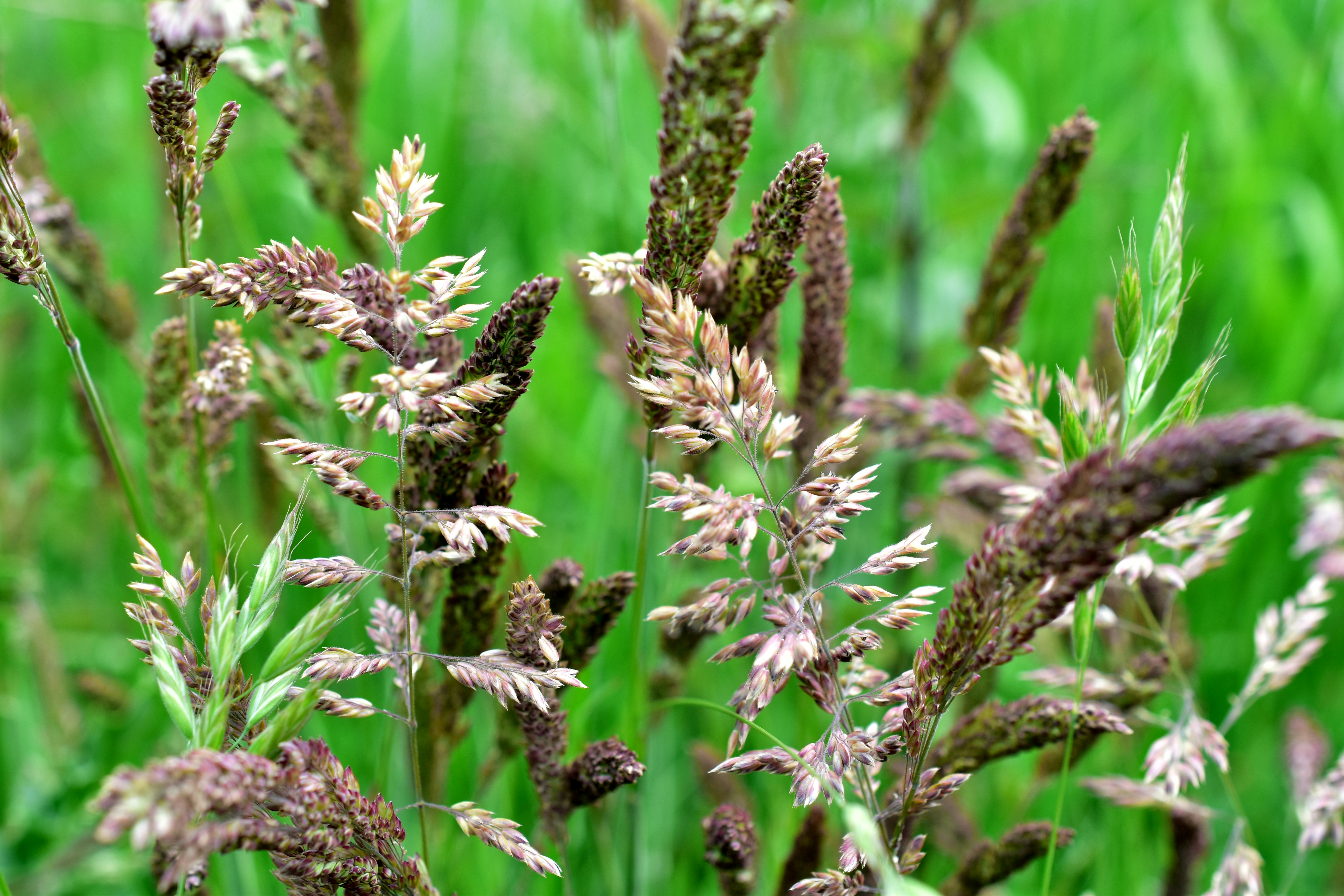 Primer plano de cabezas altas de semillas de hierba en un campo