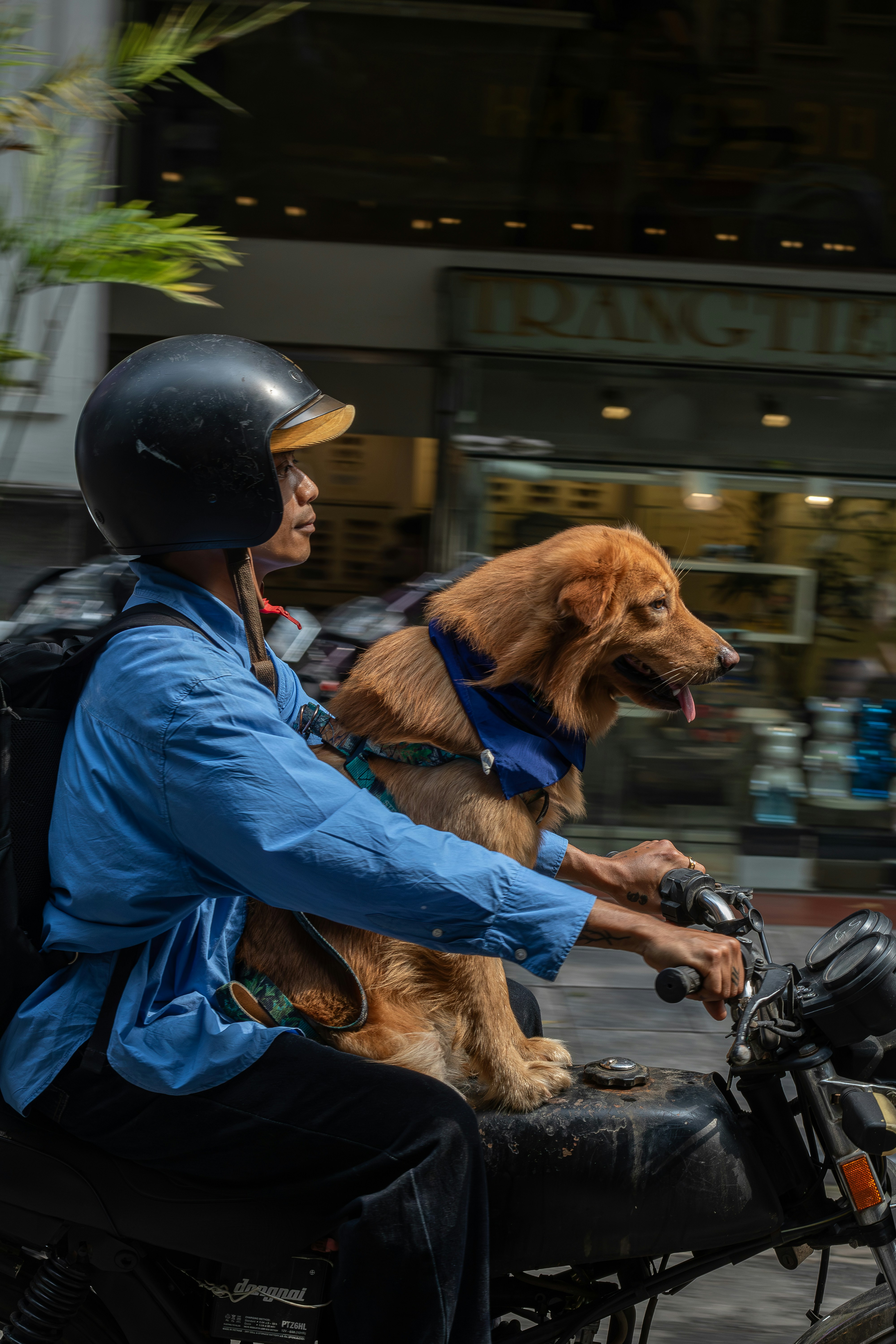 Seseorang mengendarai sepeda motor dengan seekor anjing di depan.