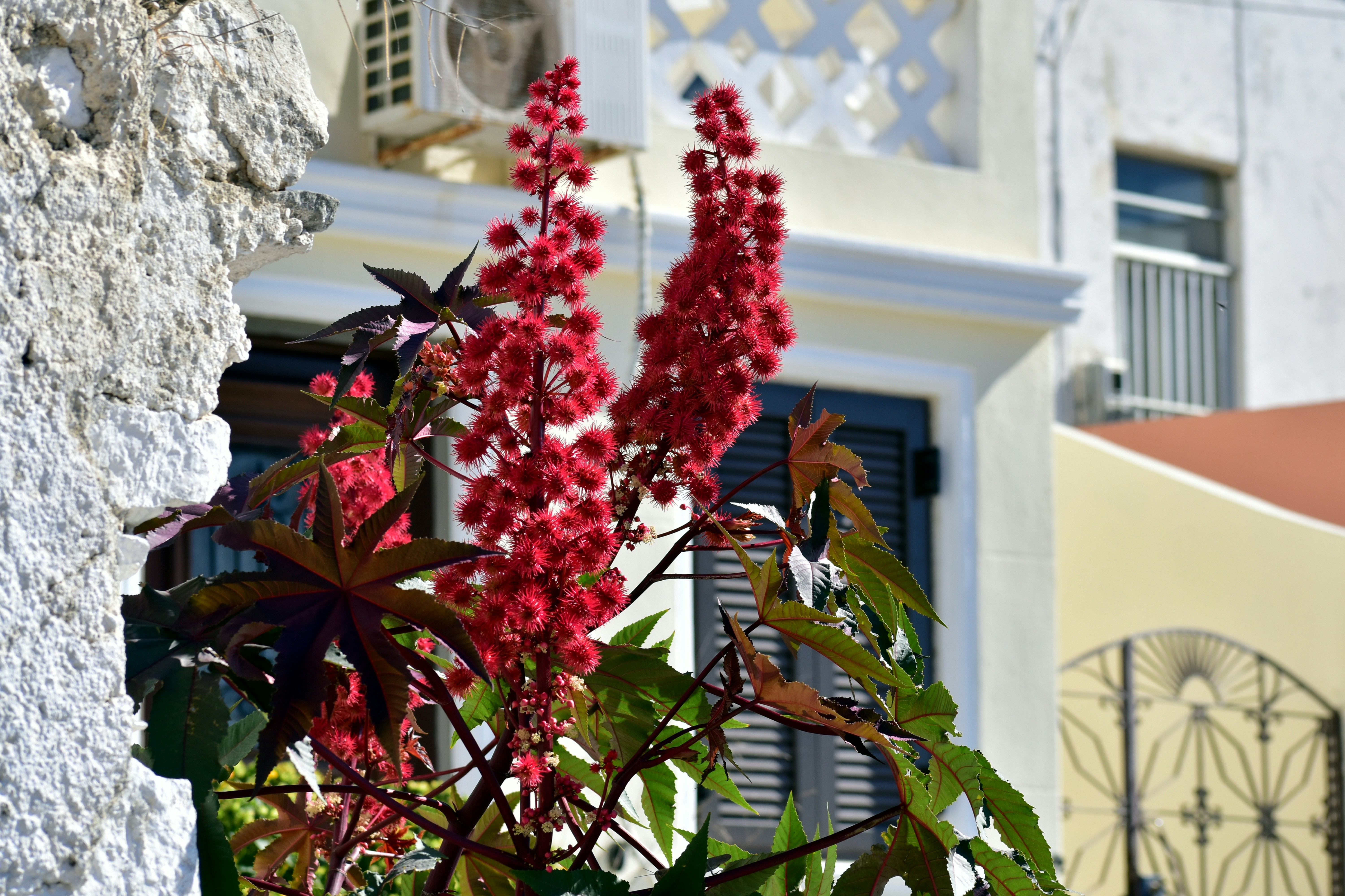 Flores rojas florecen cerca de un edificio blanco.