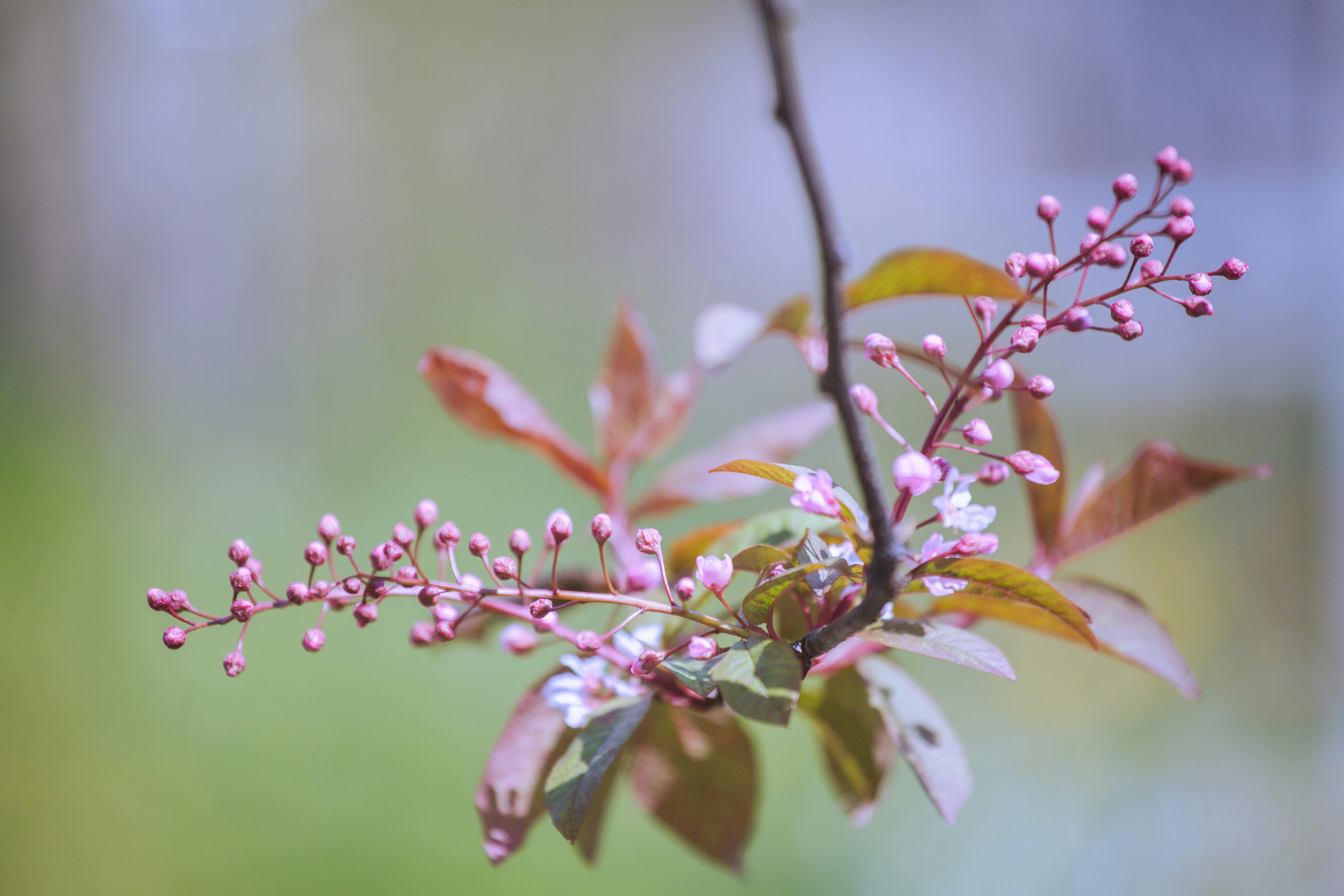 Photo by lisoglazka