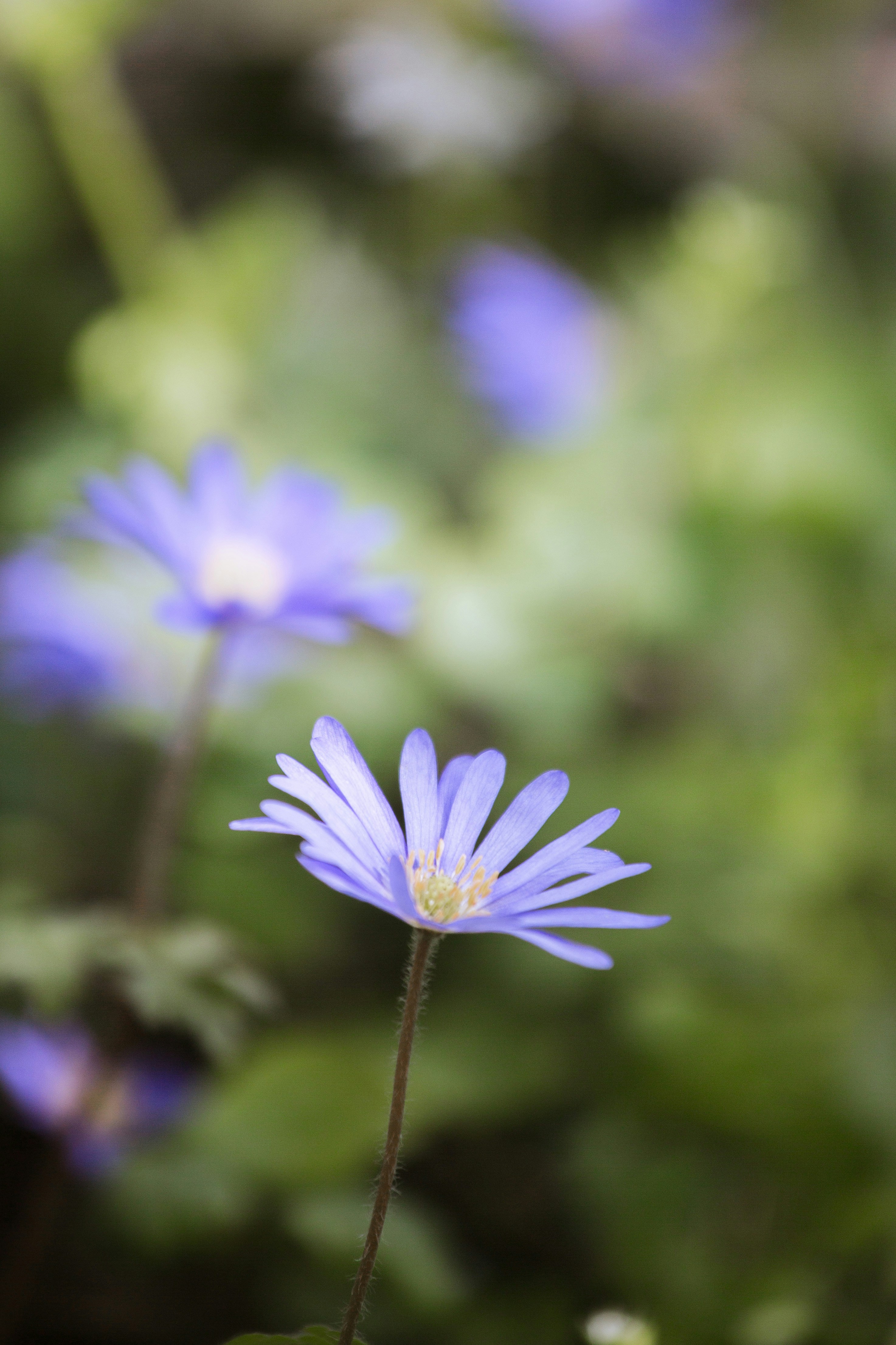 Photo by lisoglazka