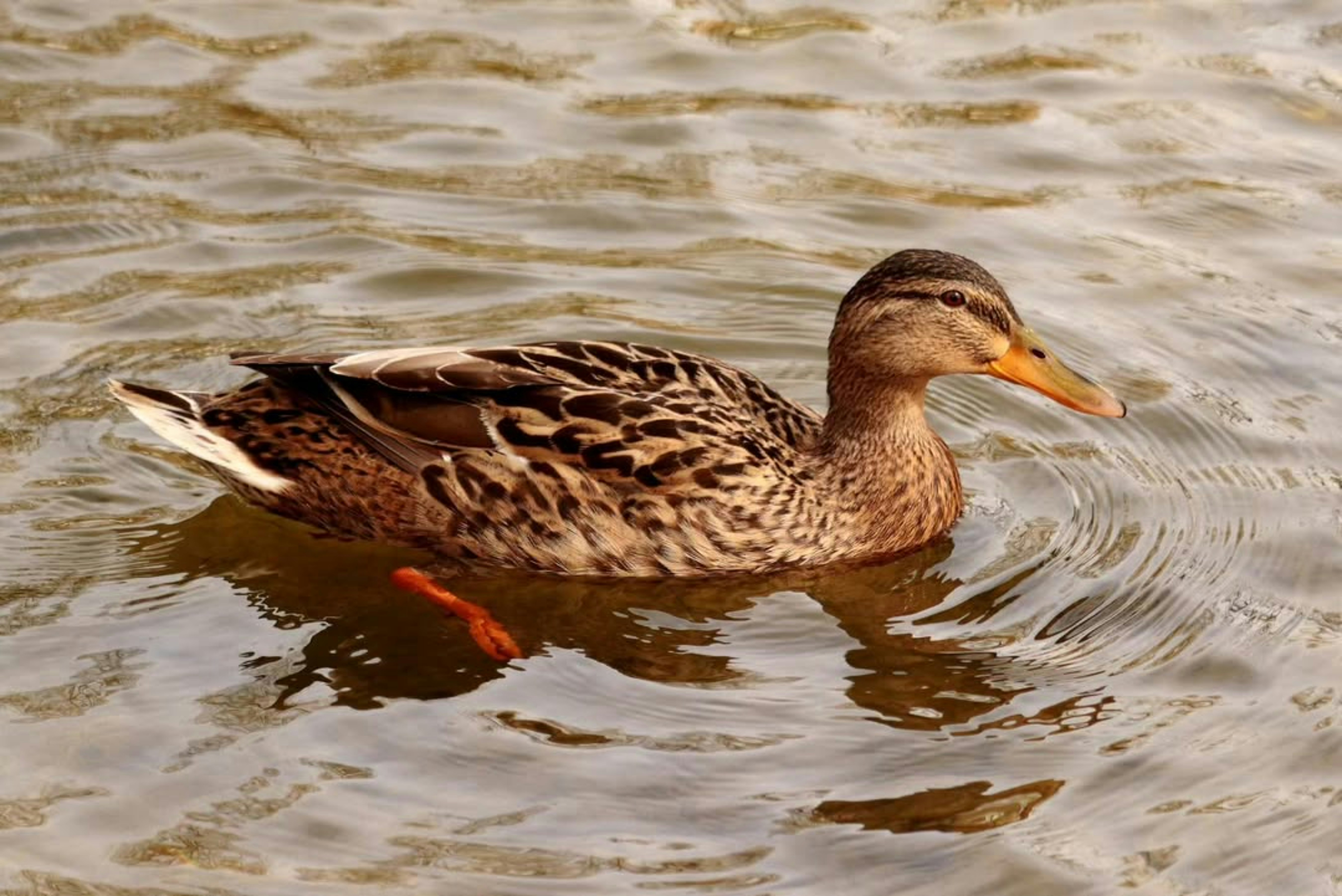 Photo by tehzeebkazmi