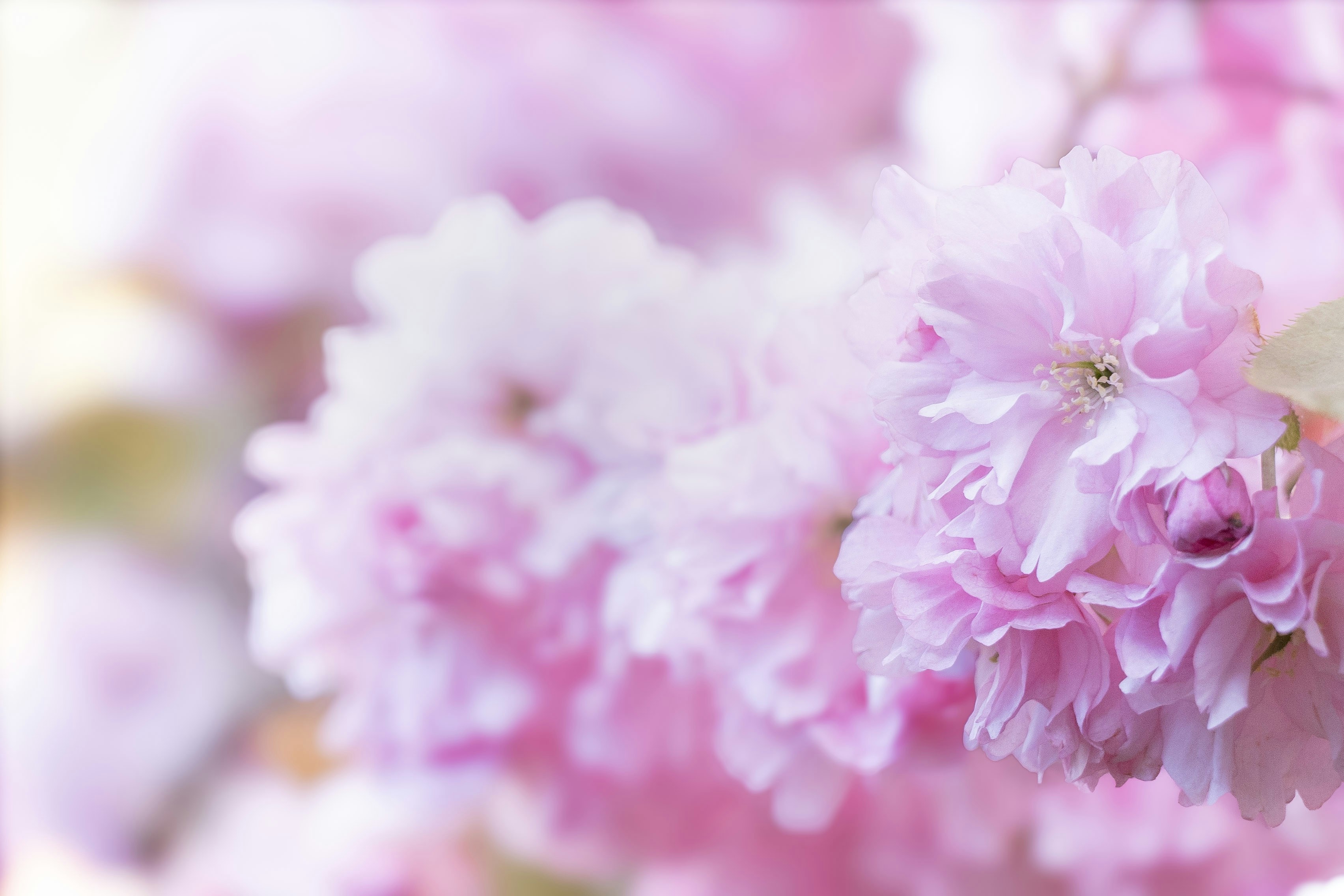 Nahaufnahme sanftrosa Kirschblüten an einem Ast