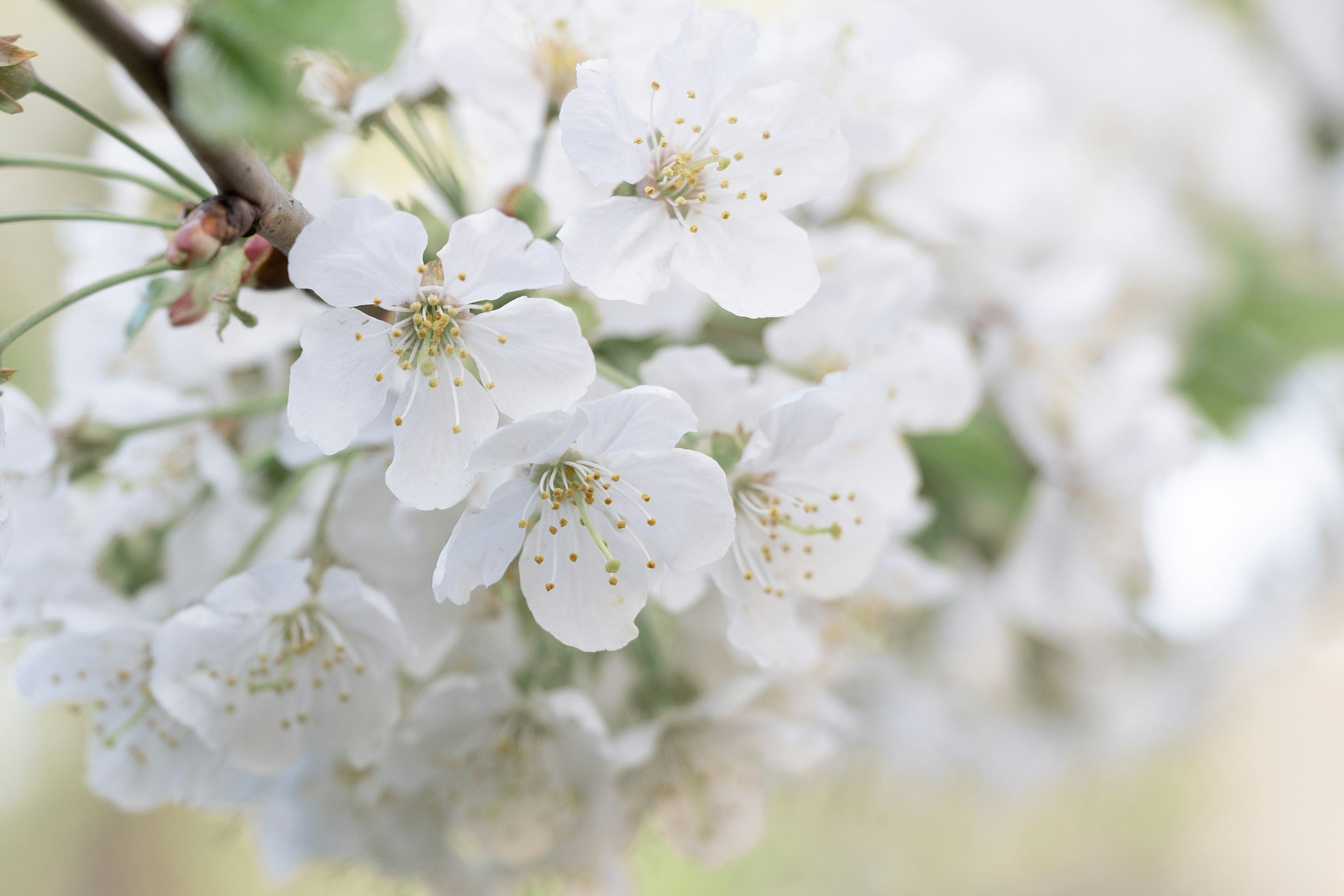Zarte weiße Kirschblüten blühen an einem Ast.
