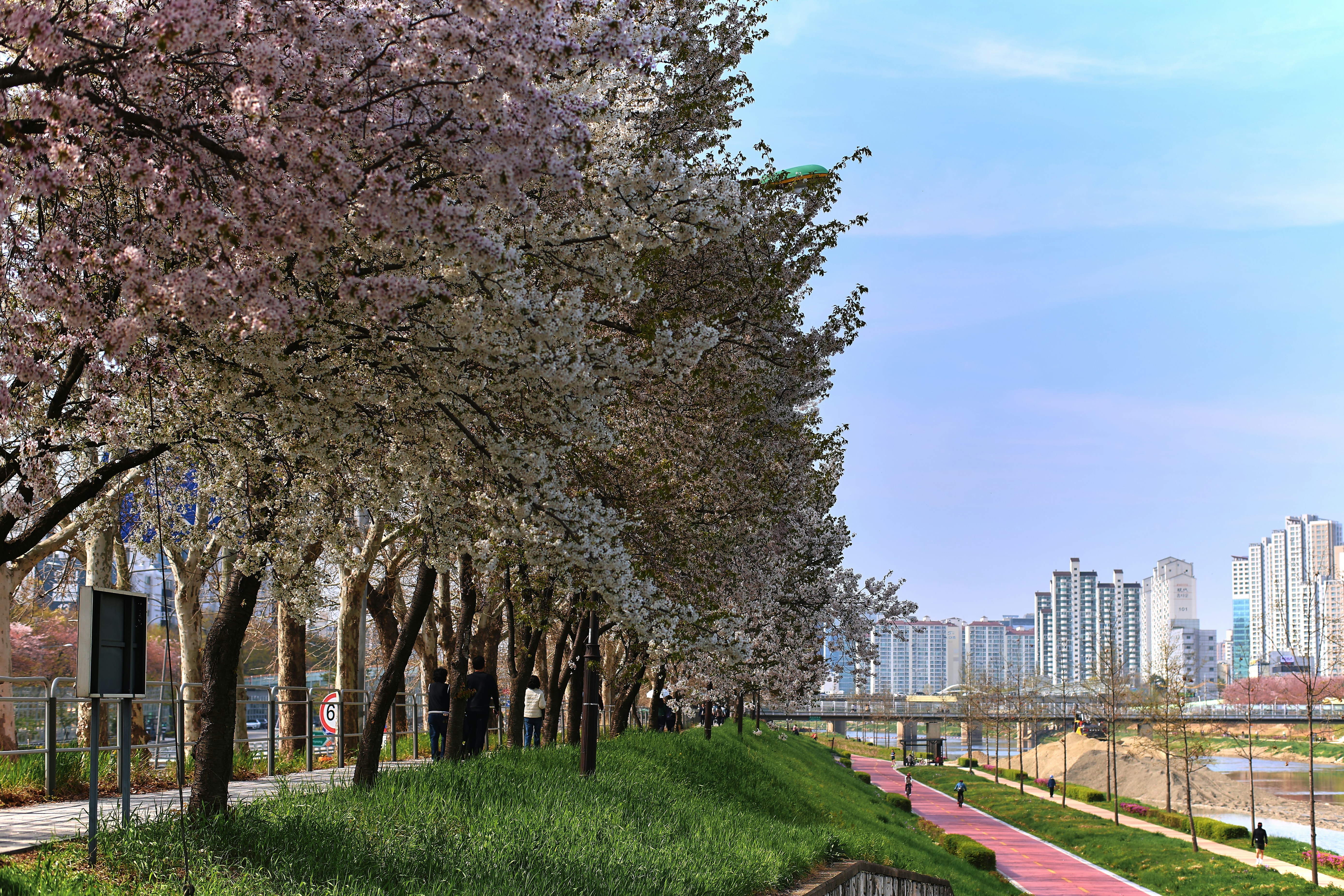 Cherry blossom trees line a path next to a river.