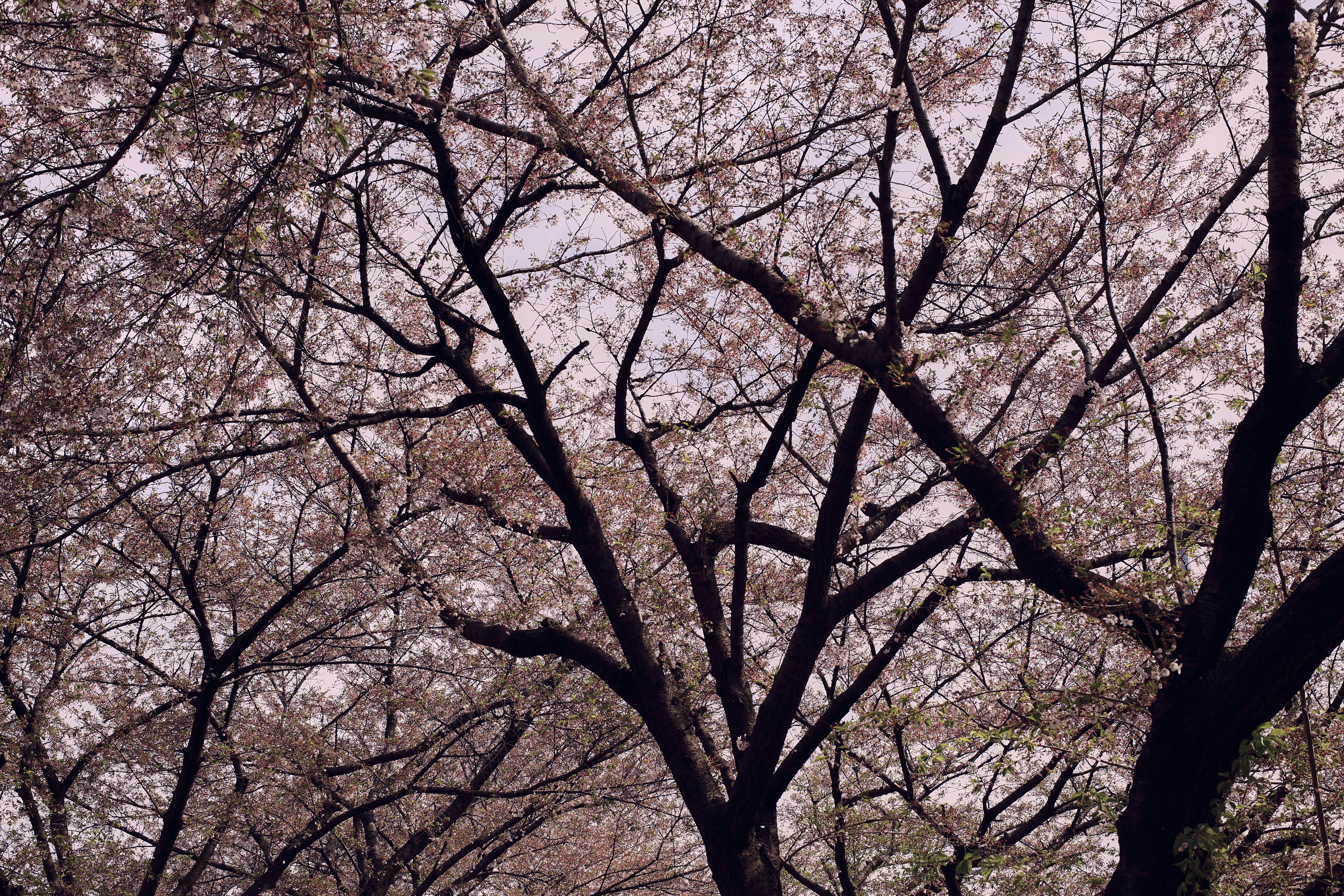 Bare cherry blossom branches against a soft pink sky.