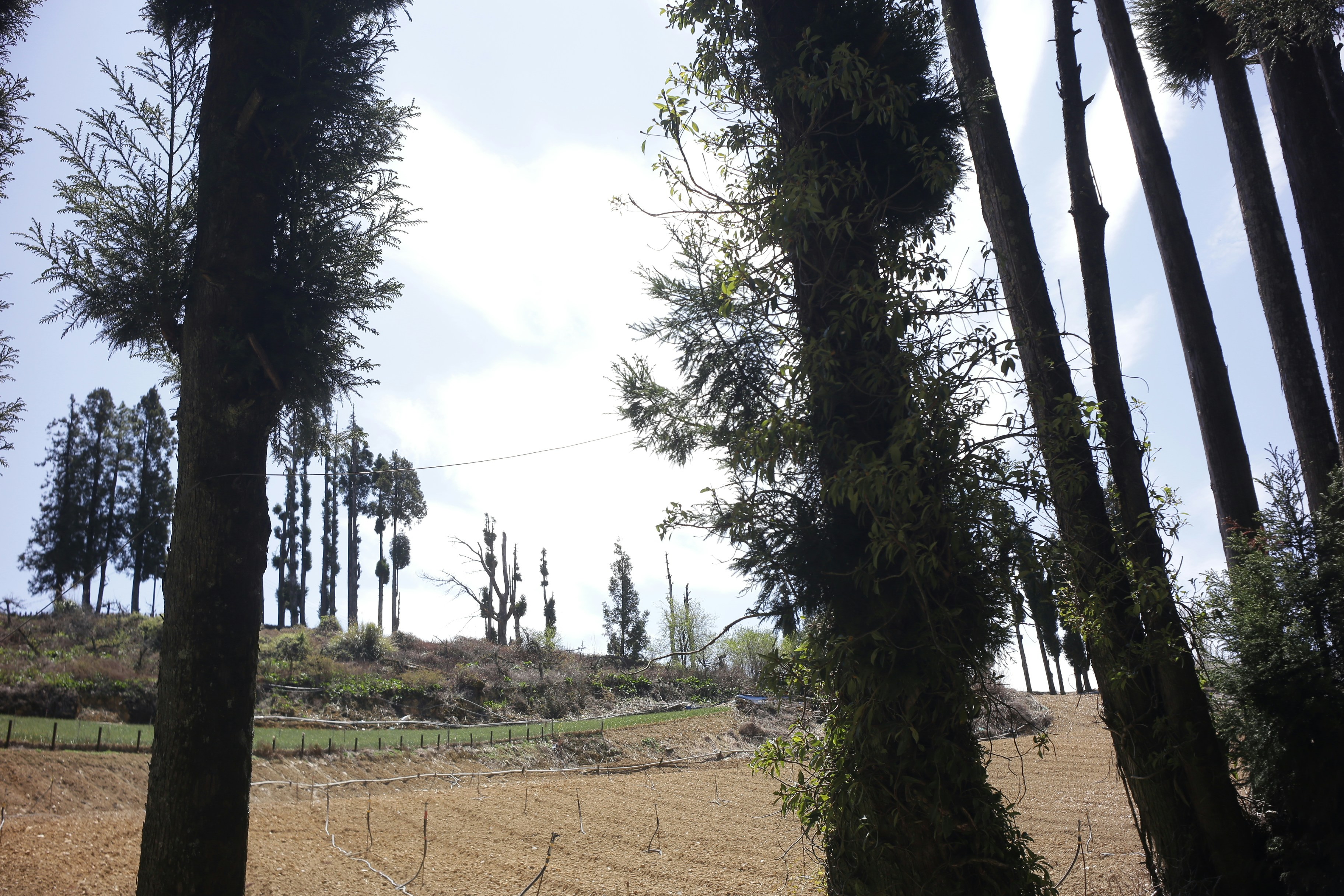 Tall trees line a sunlit hillside with fields below. 풍경 사진