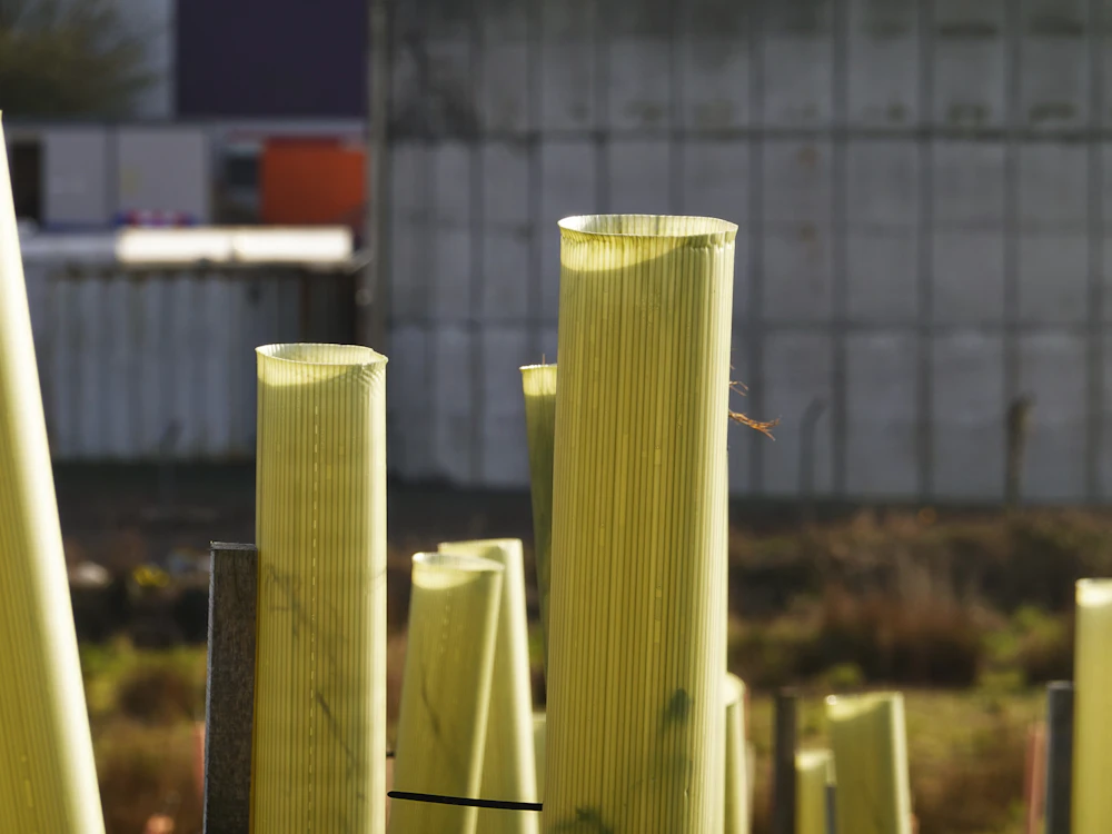 Row of young trees protected by tall tree guards after a plantation drive