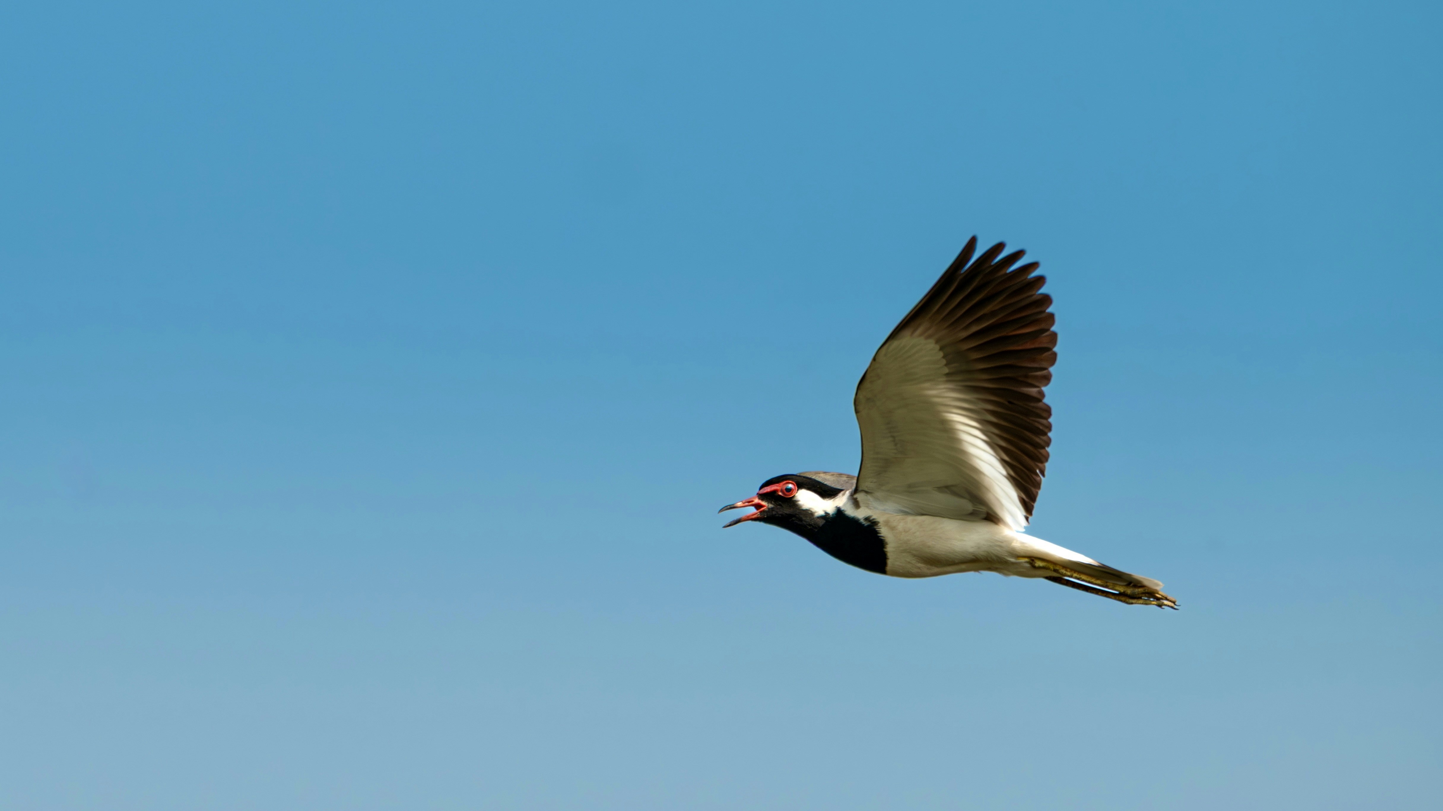 A bird with black, white, and red markings flying.