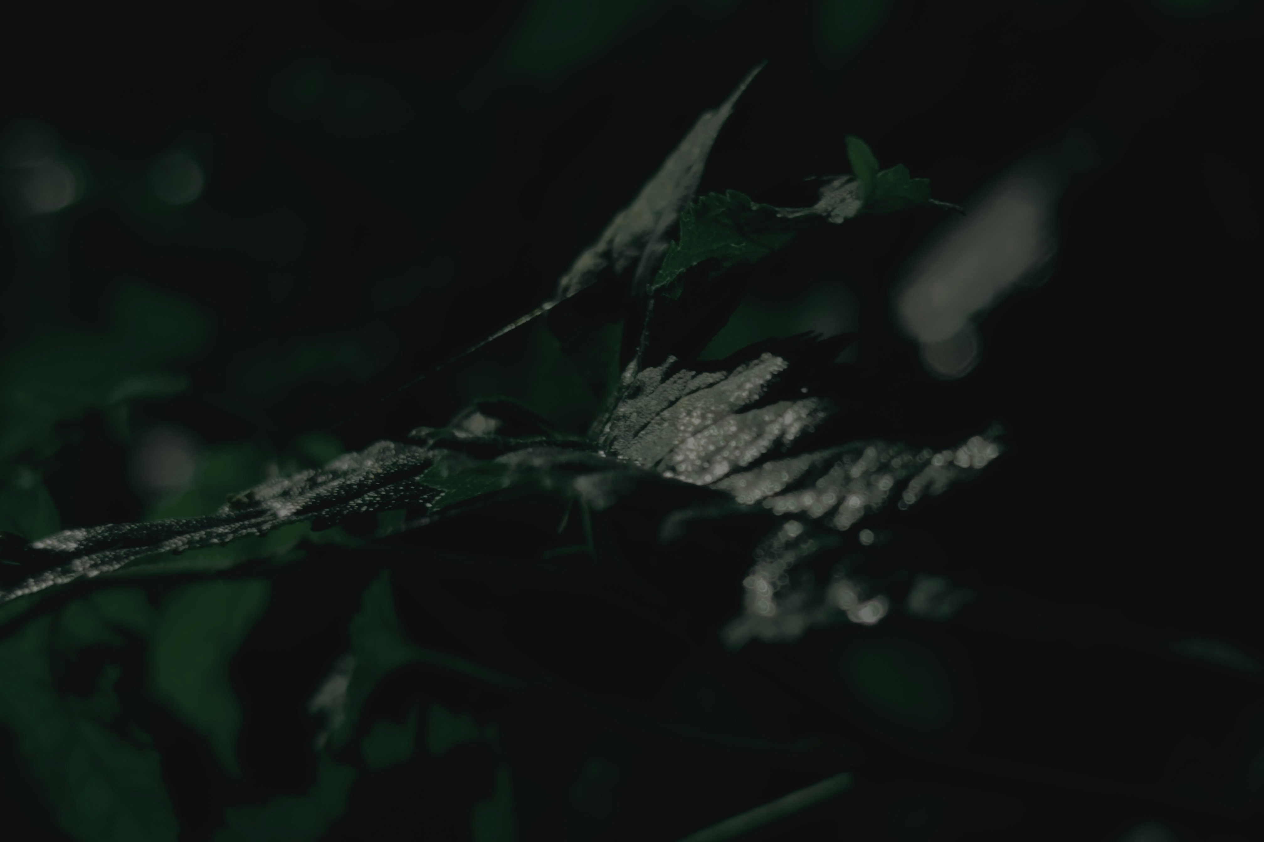 A moth rests on a leafy branch at night.