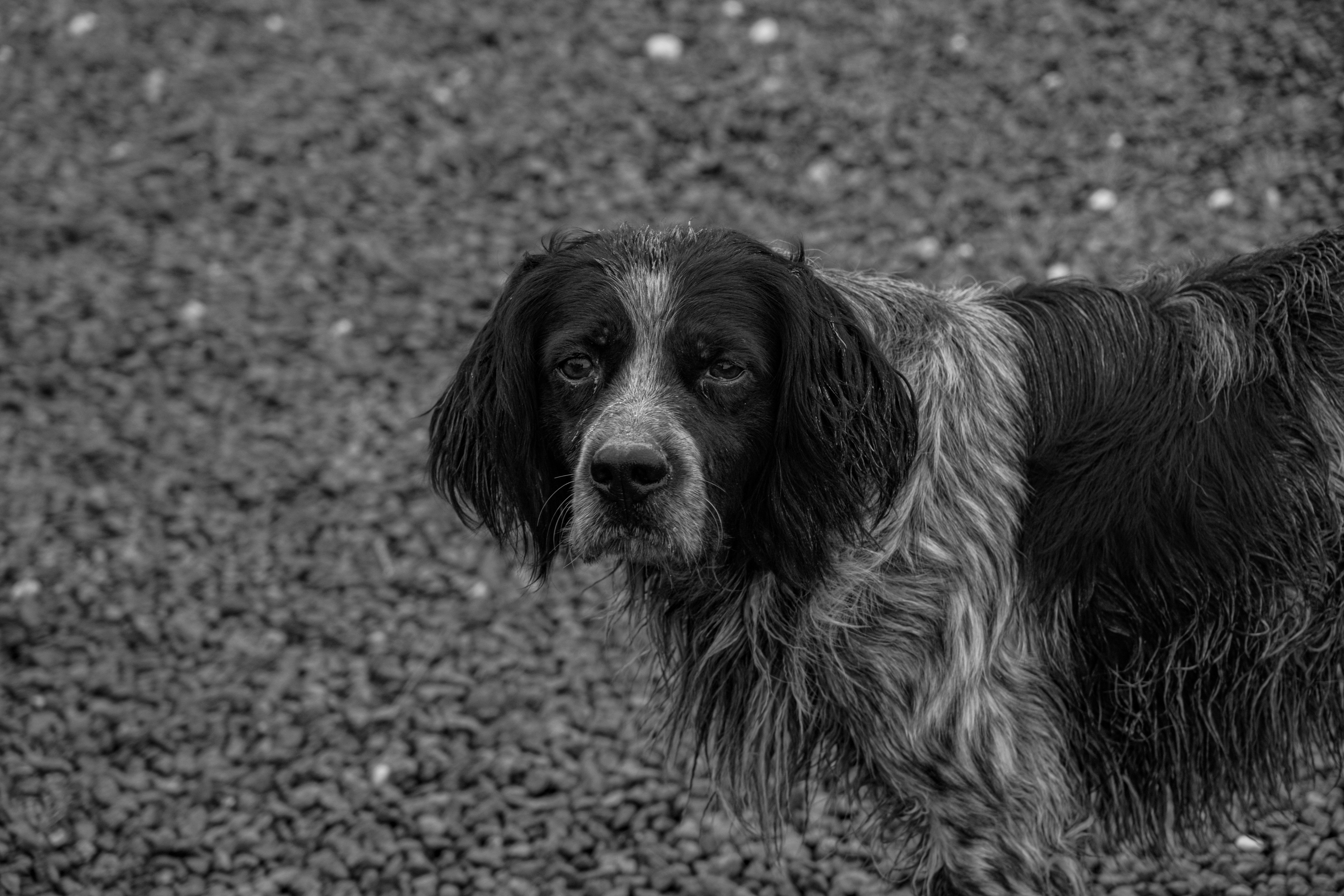 Un gros plan en noir et blanc d’un chien.