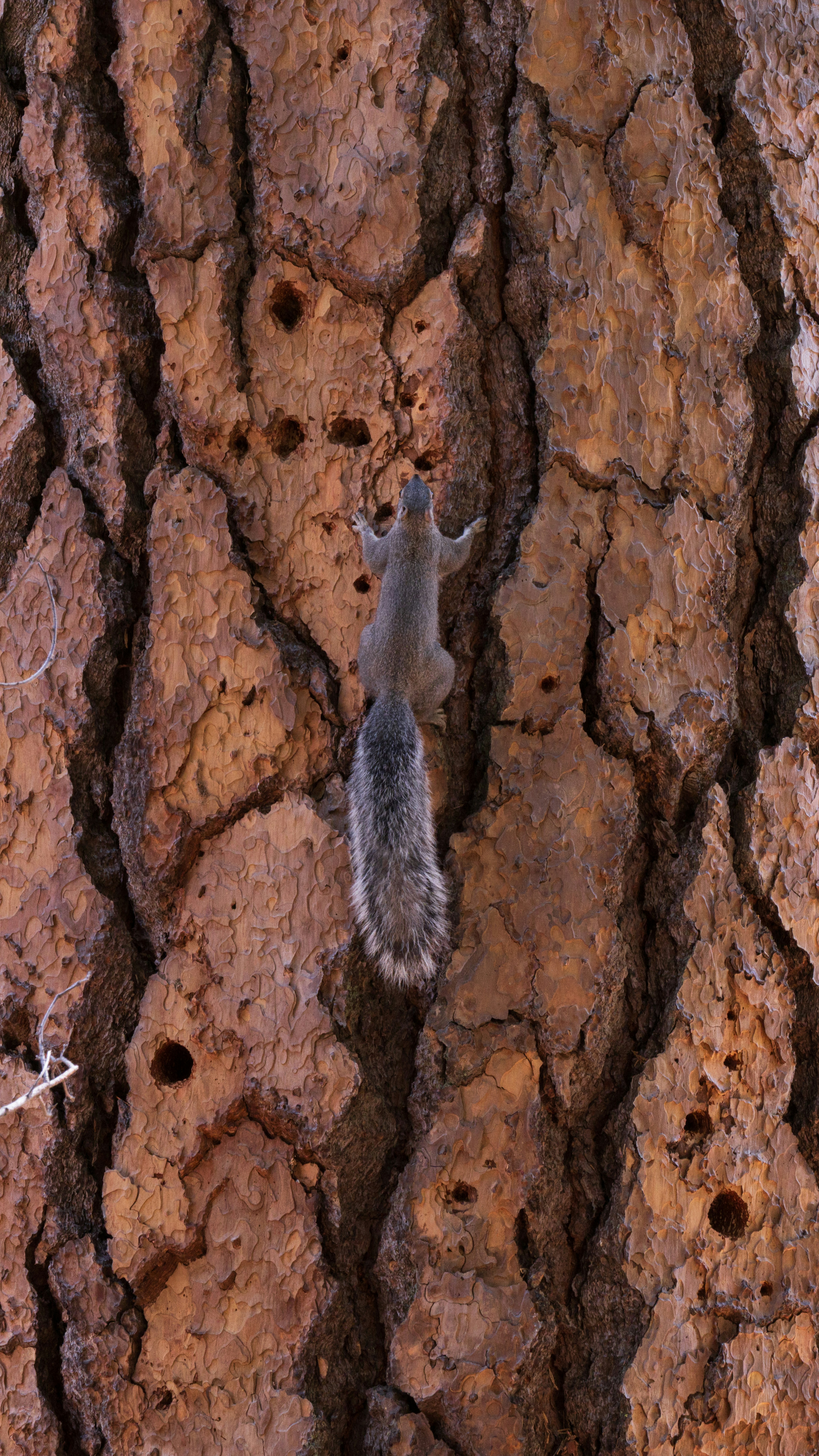 A squirrel climbs up a textured tree trunk.