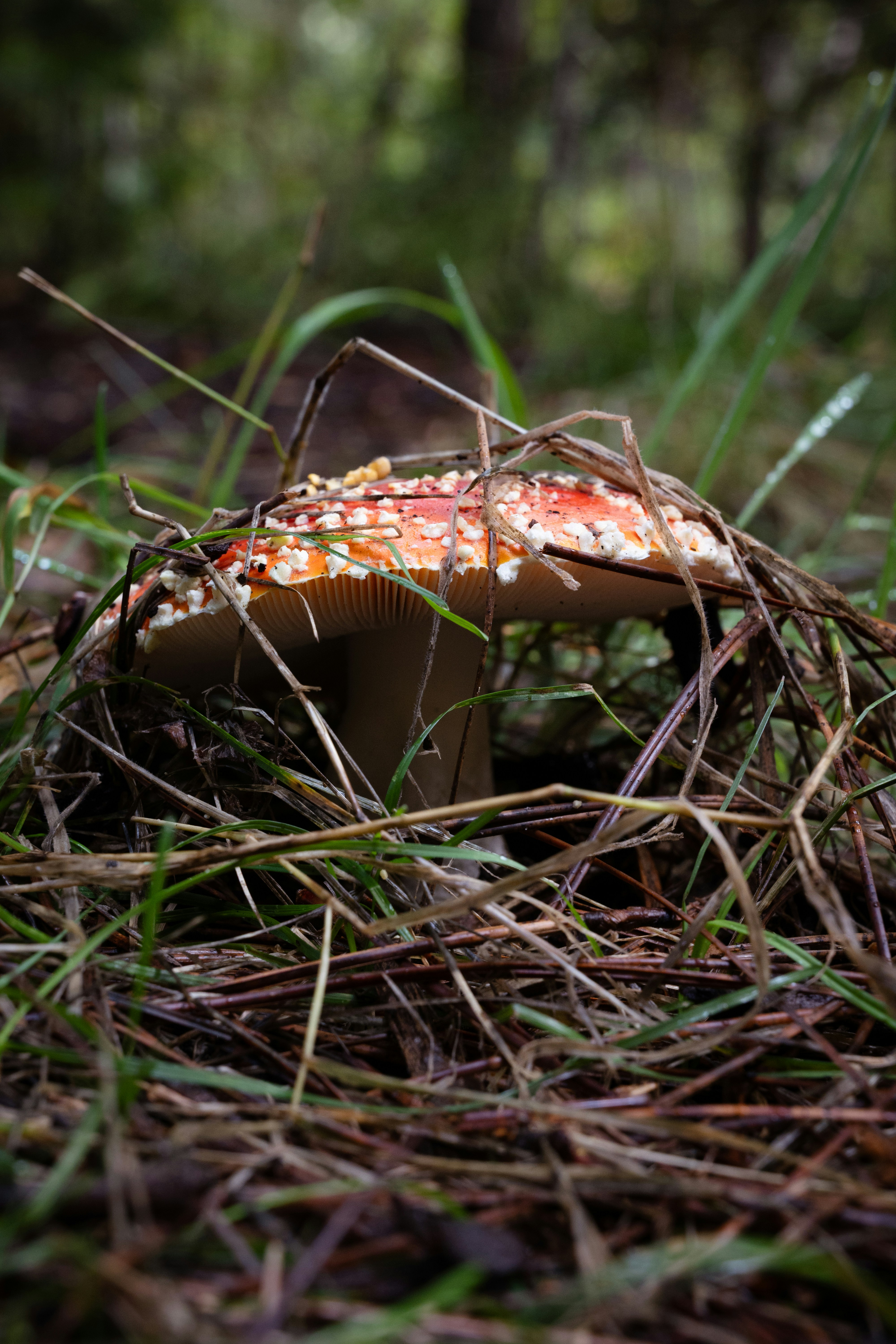 A red mushroom with white spots in grass.