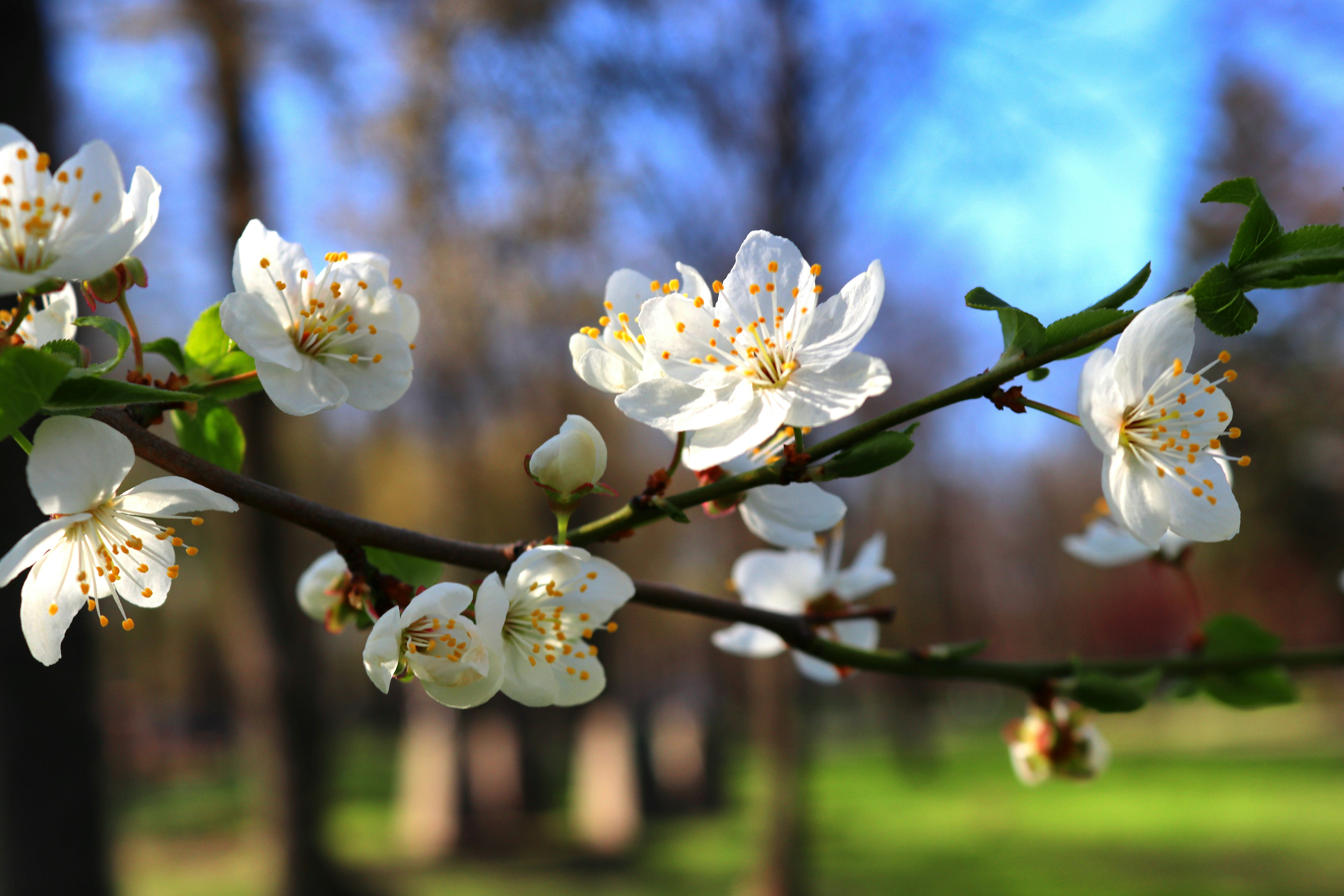 Bunga sakura putih di cabang pohon