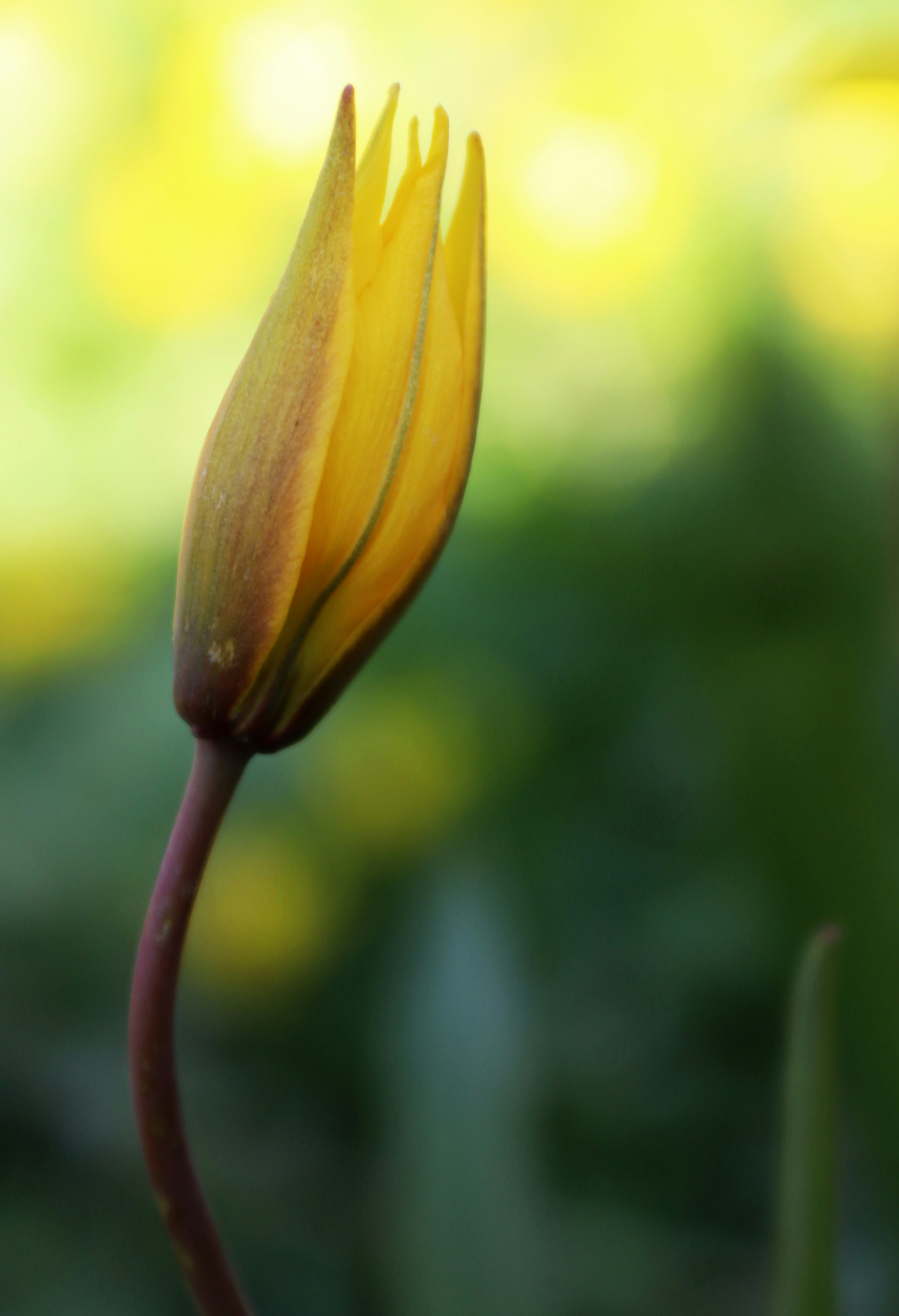 Tunas tulip kuning tertutup dengan latar belakang kabur