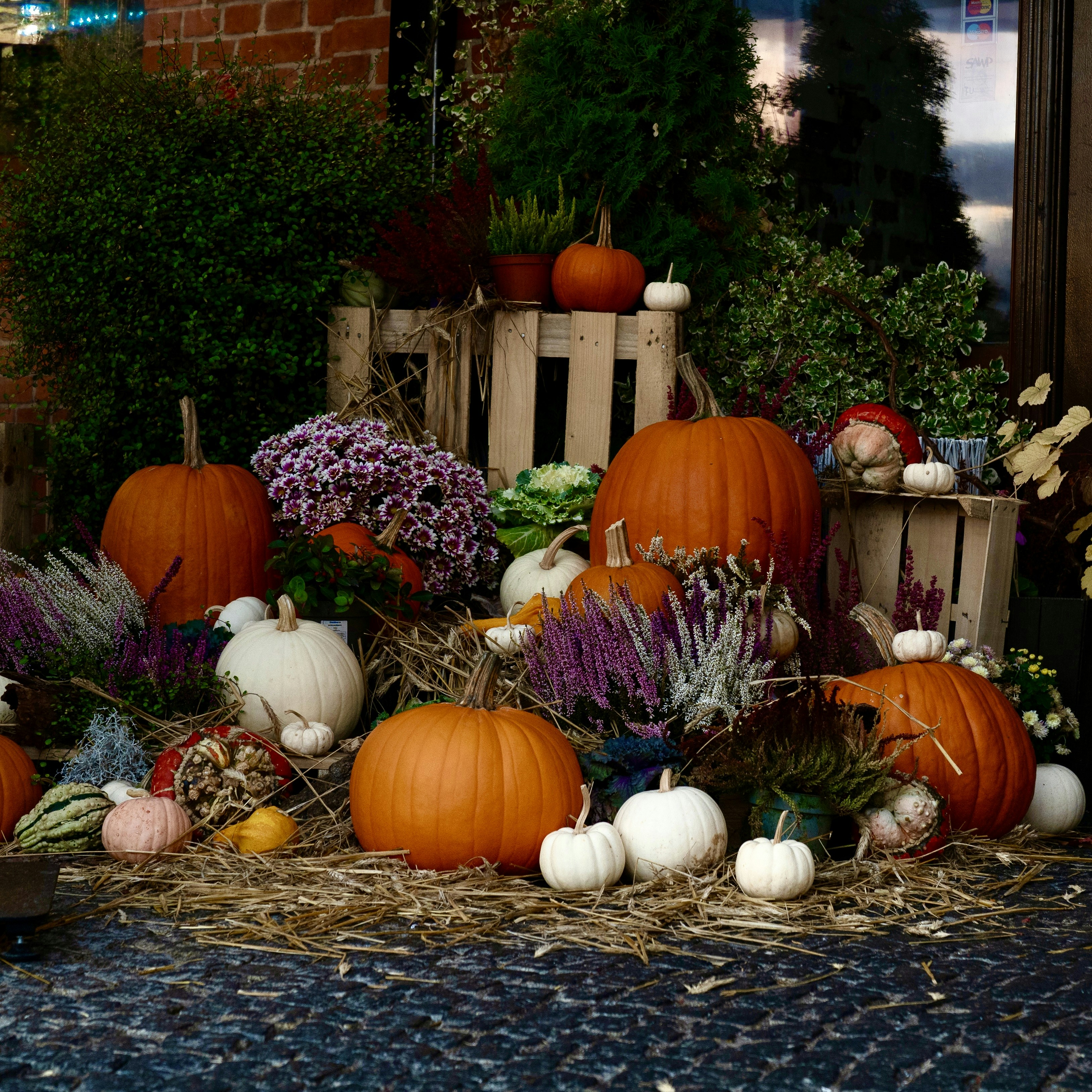Exposition de récolte d’automne avec citrouilles et mamans