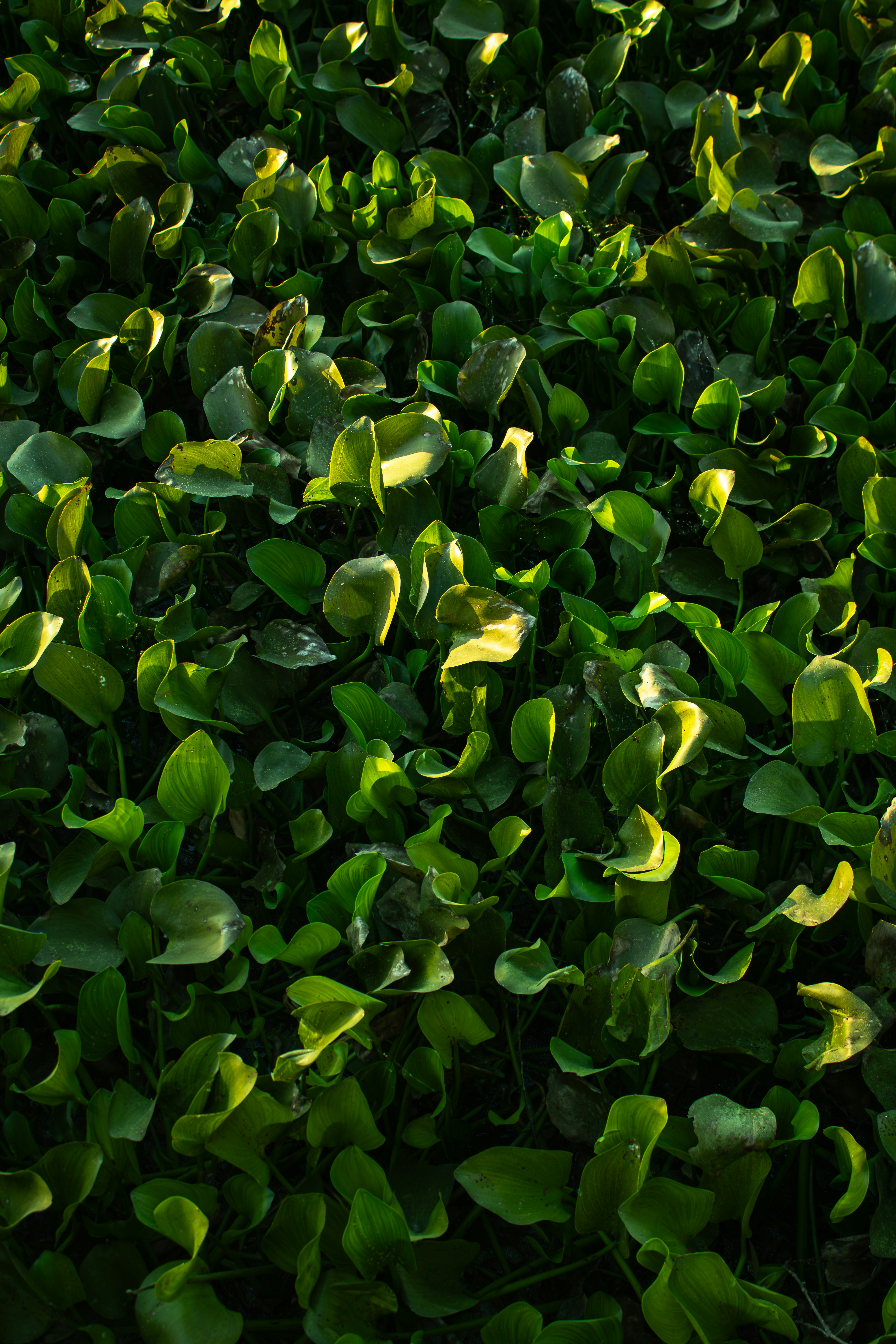 Lush green water hyacinth plants floating on water.