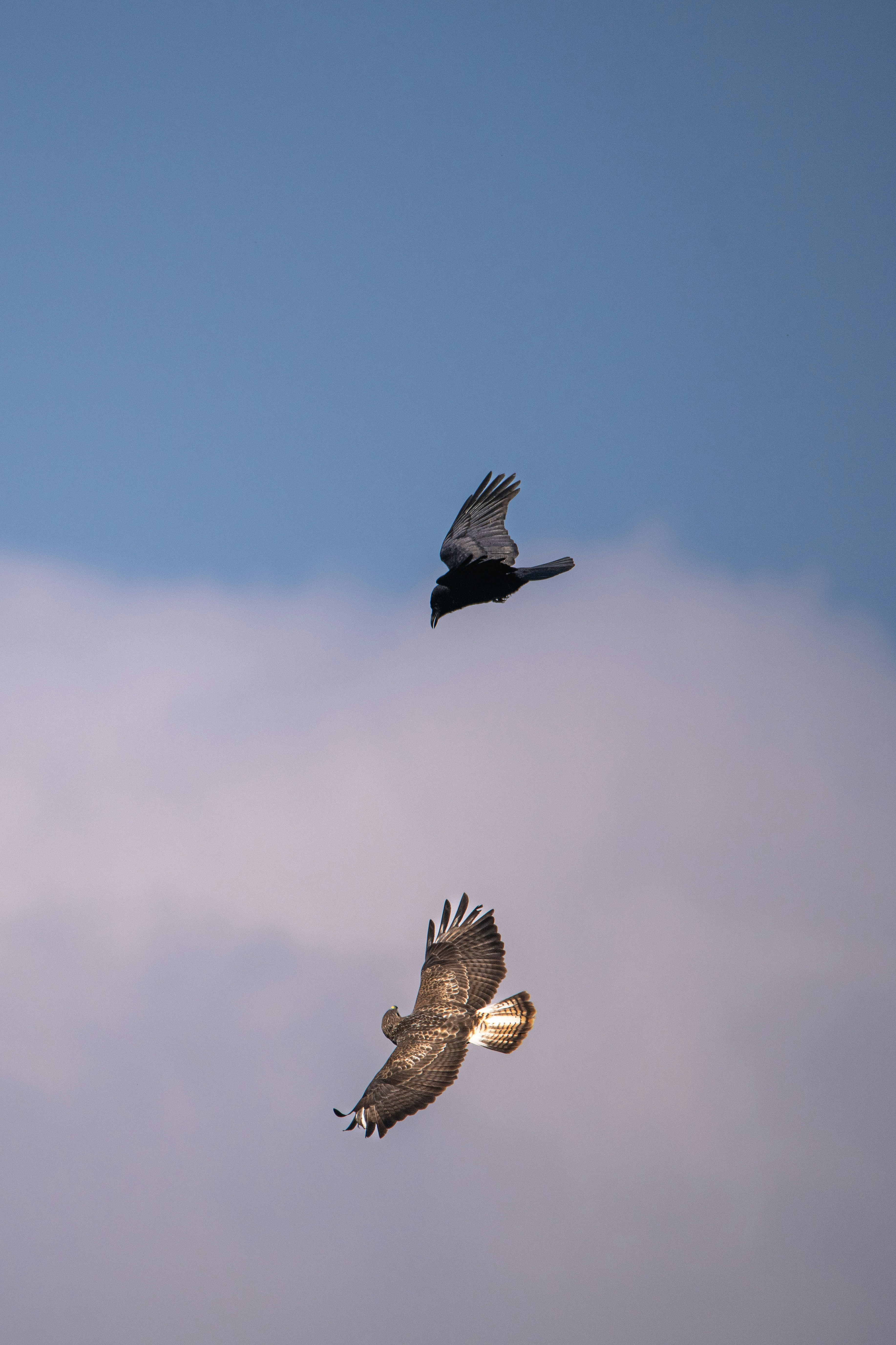 Zwei Greifvögel, die am Himmel schweben