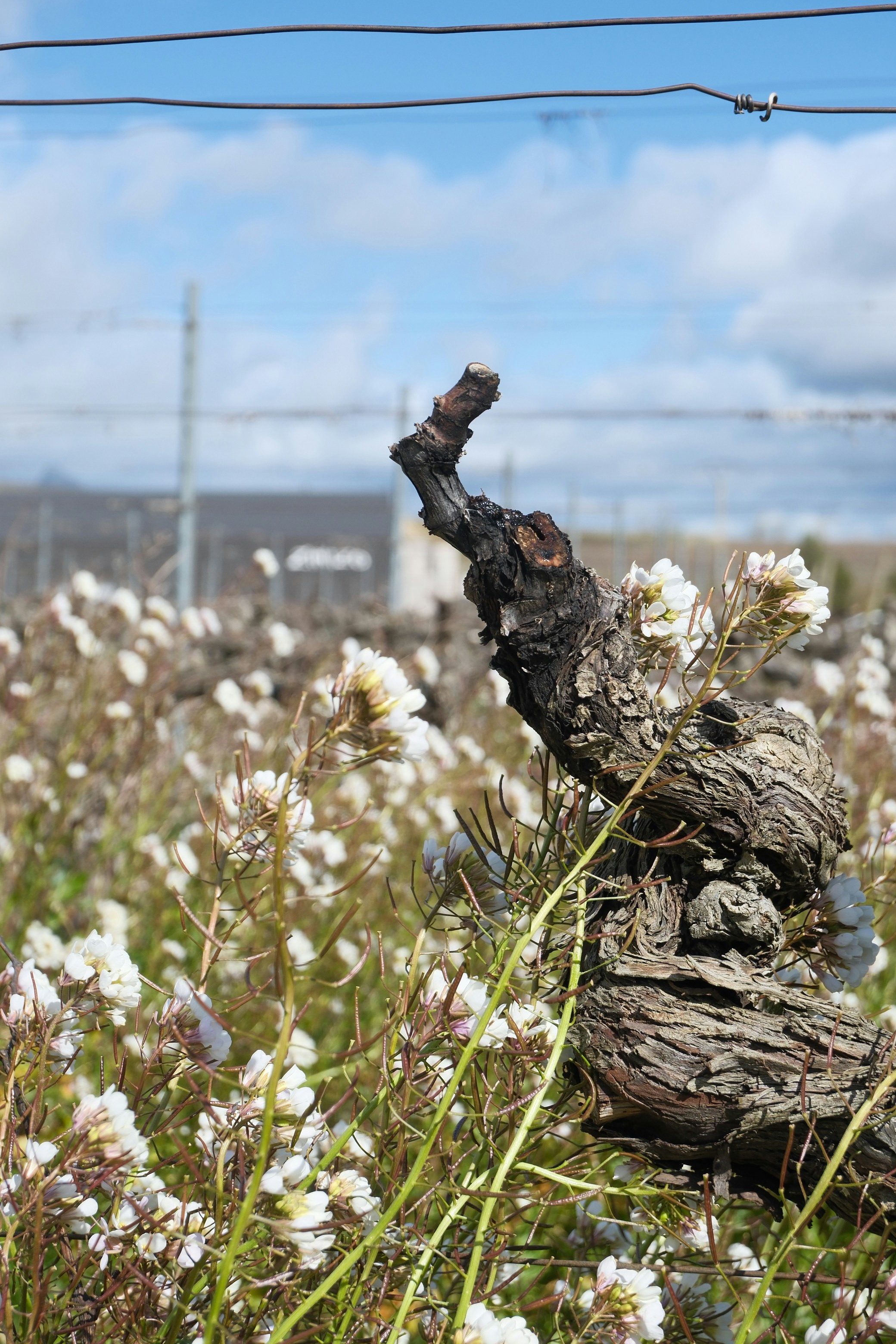 Tronco de vid nudoso con flores silvestres blancas en el campo