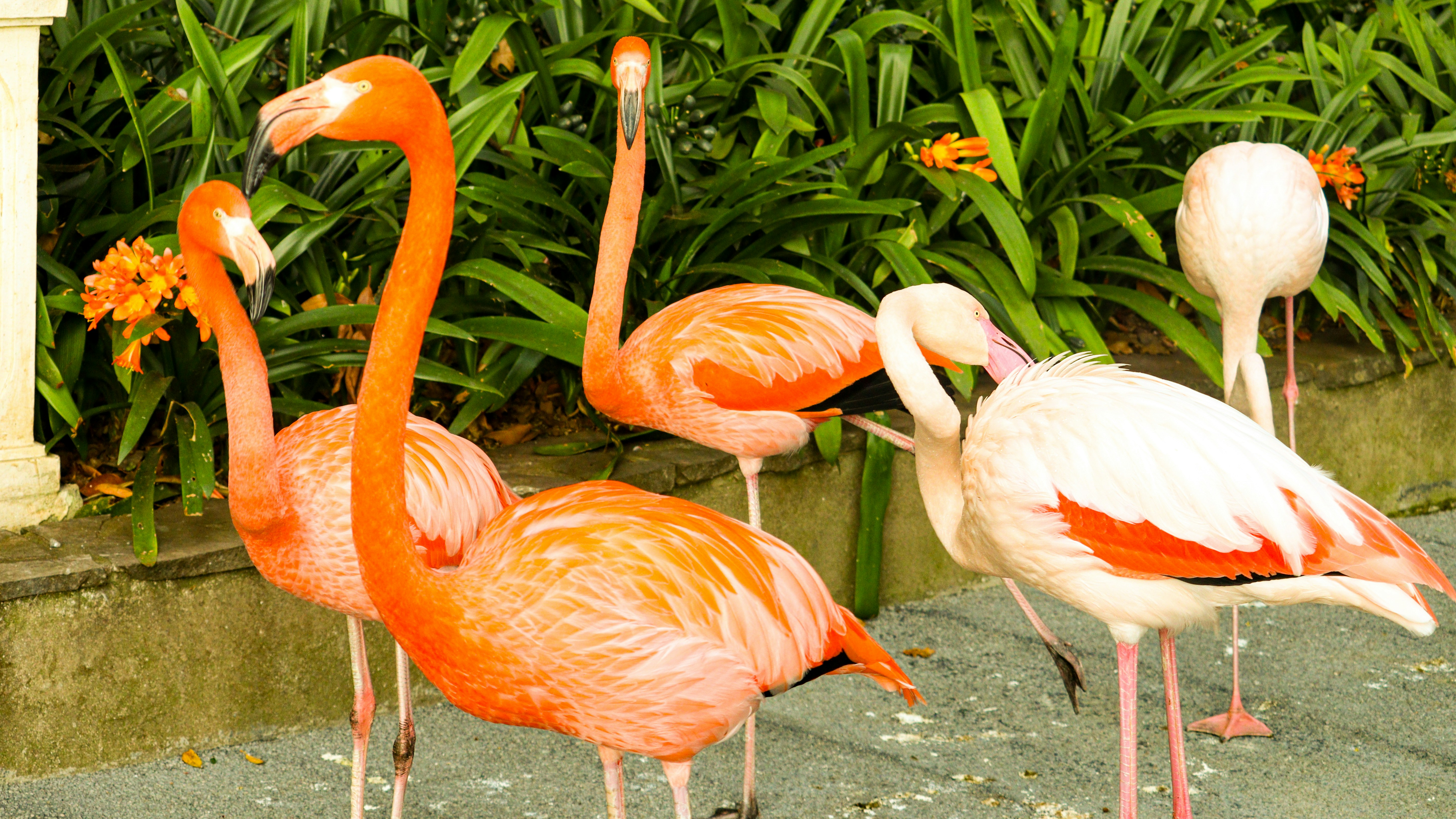 Several pink flamingos stand near green foliage.