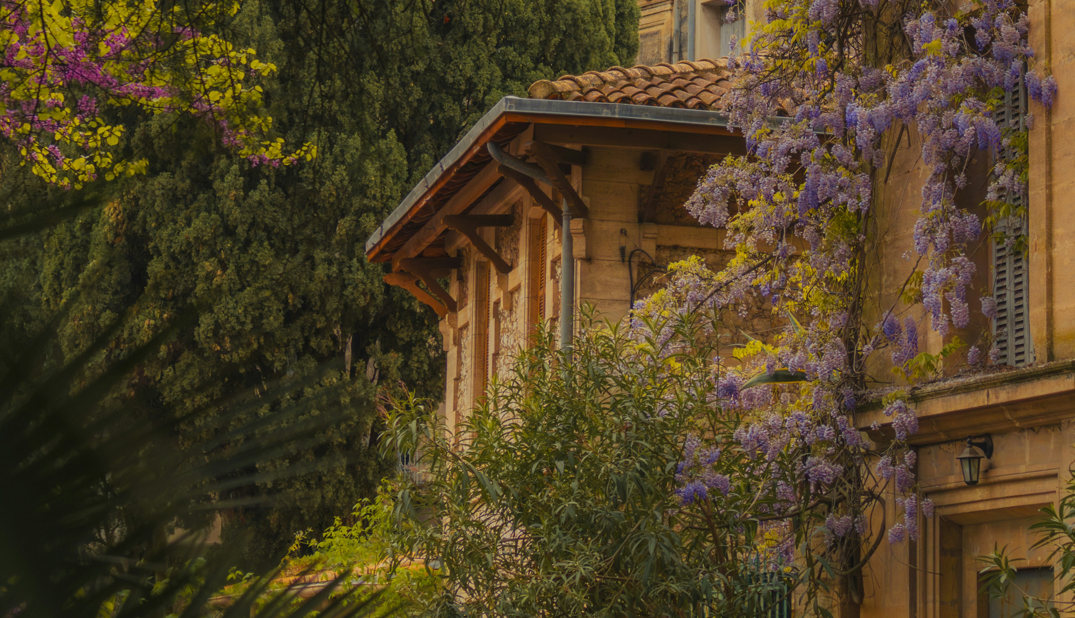Eine Gebäudefassade, bedeckt mit blühenden violetten Glyzinienblüten.