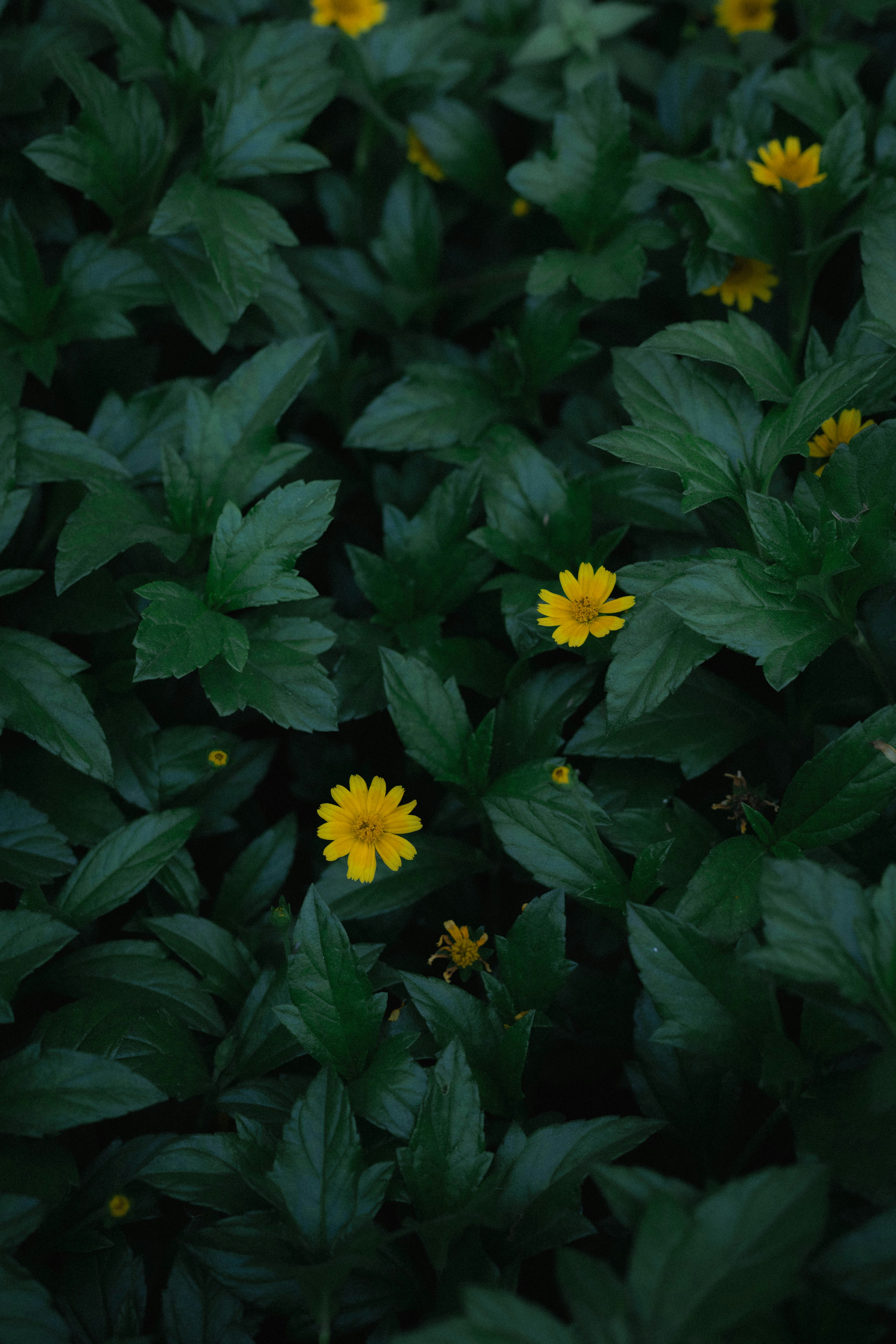 Photo by sajibsrs
