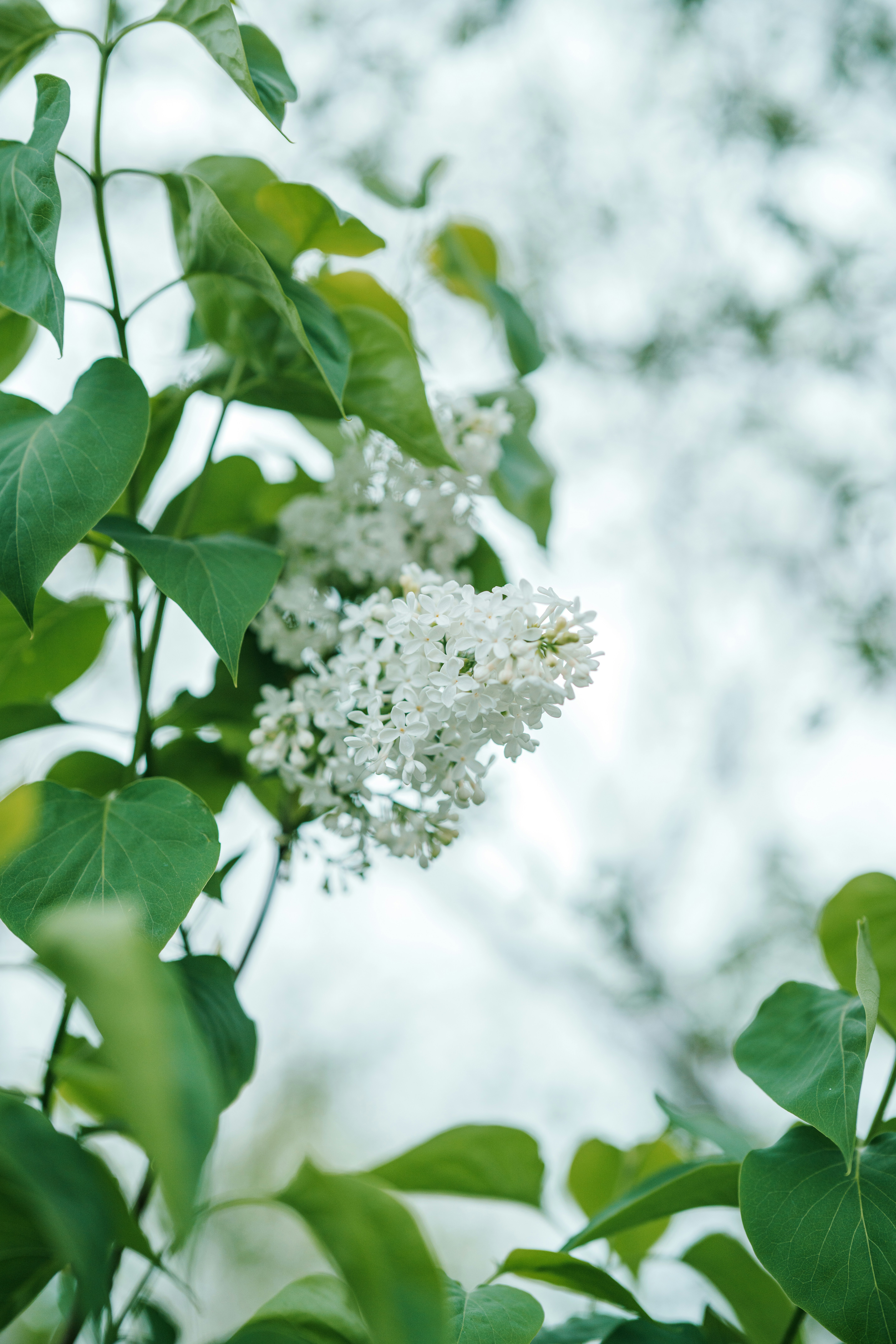 White lilac blossoms on a green leafy branch.