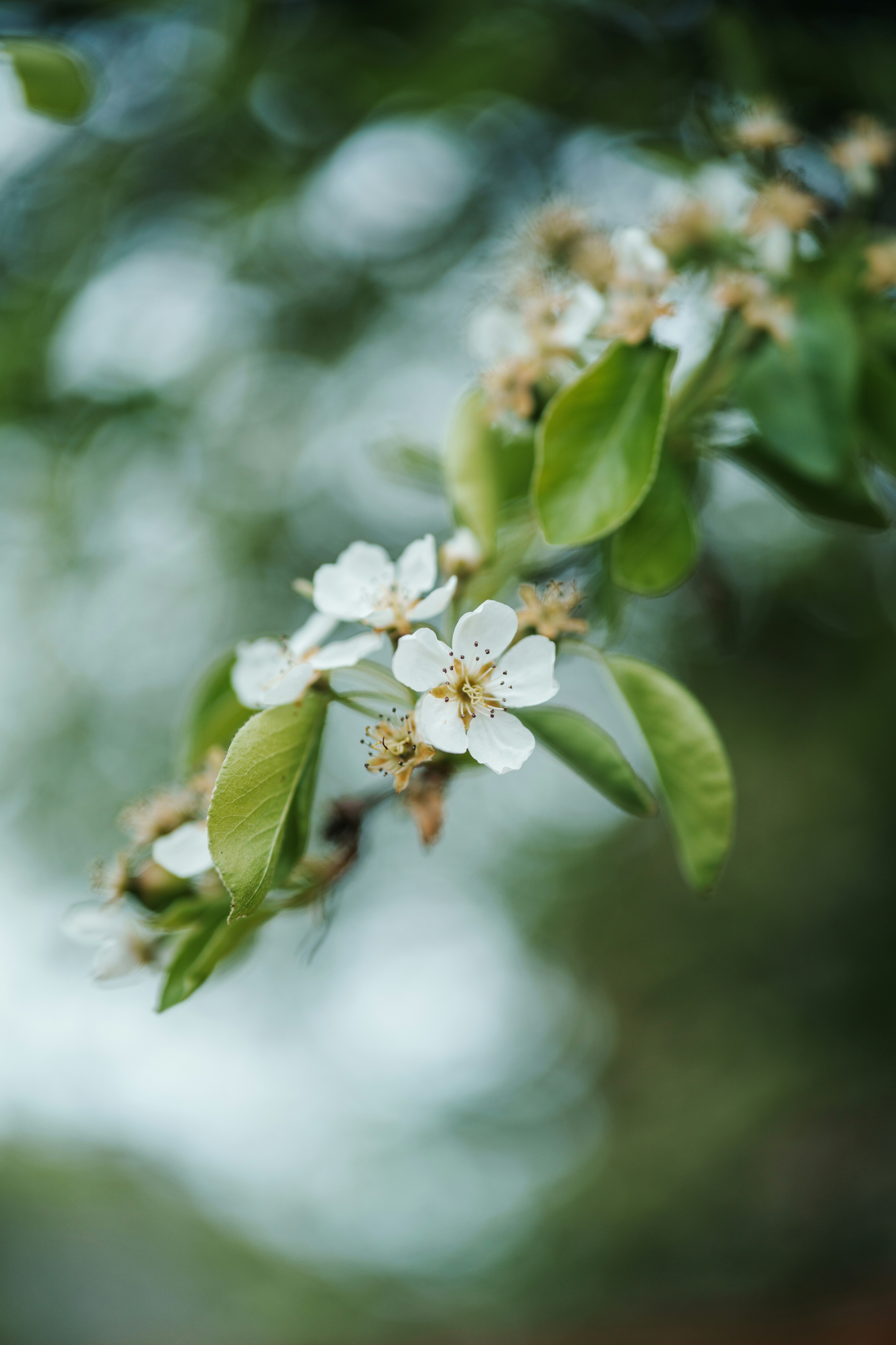 Delicate white blossoms on a green leafy branch