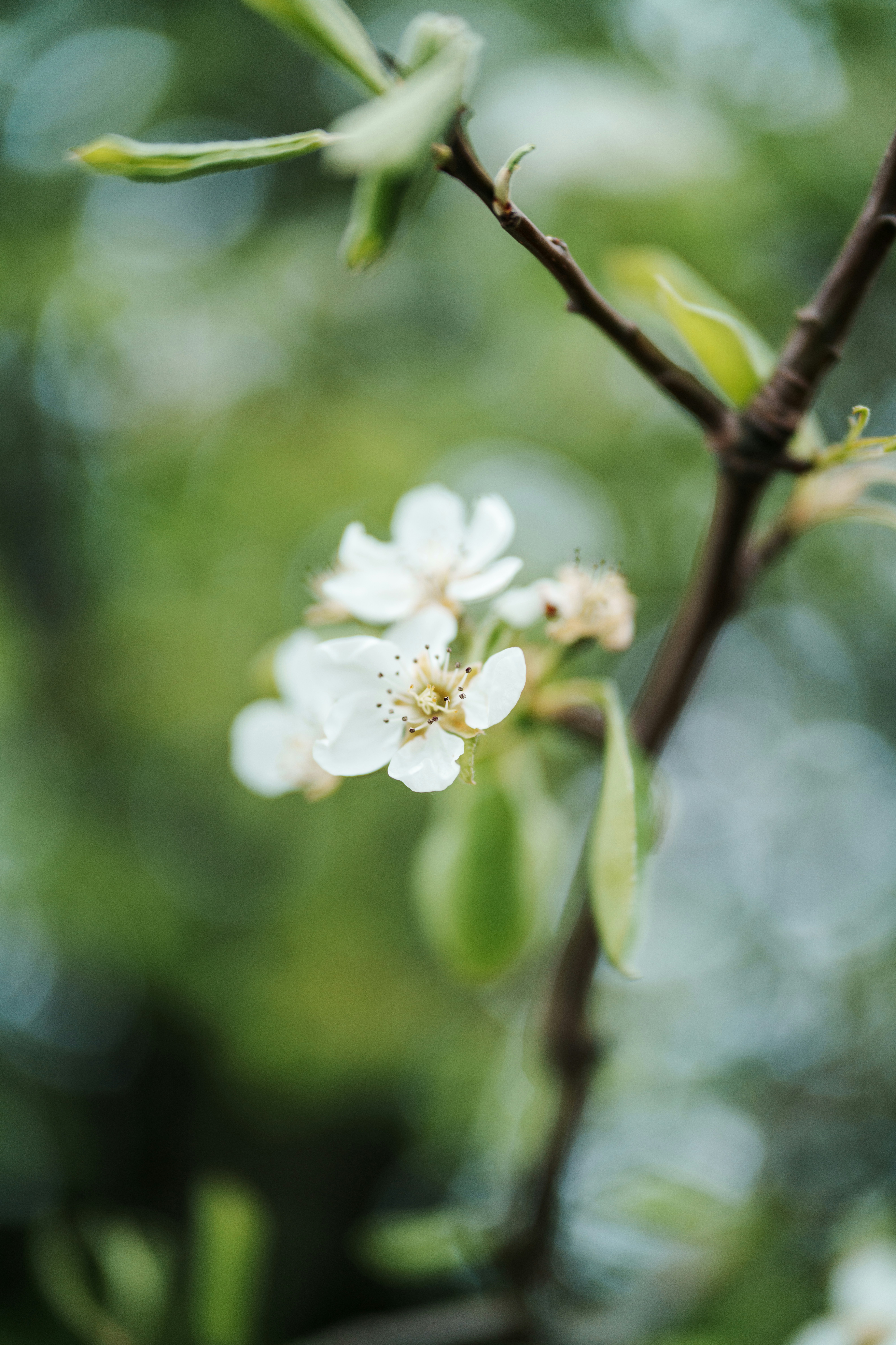 Delicate white blossoms on a tree branch