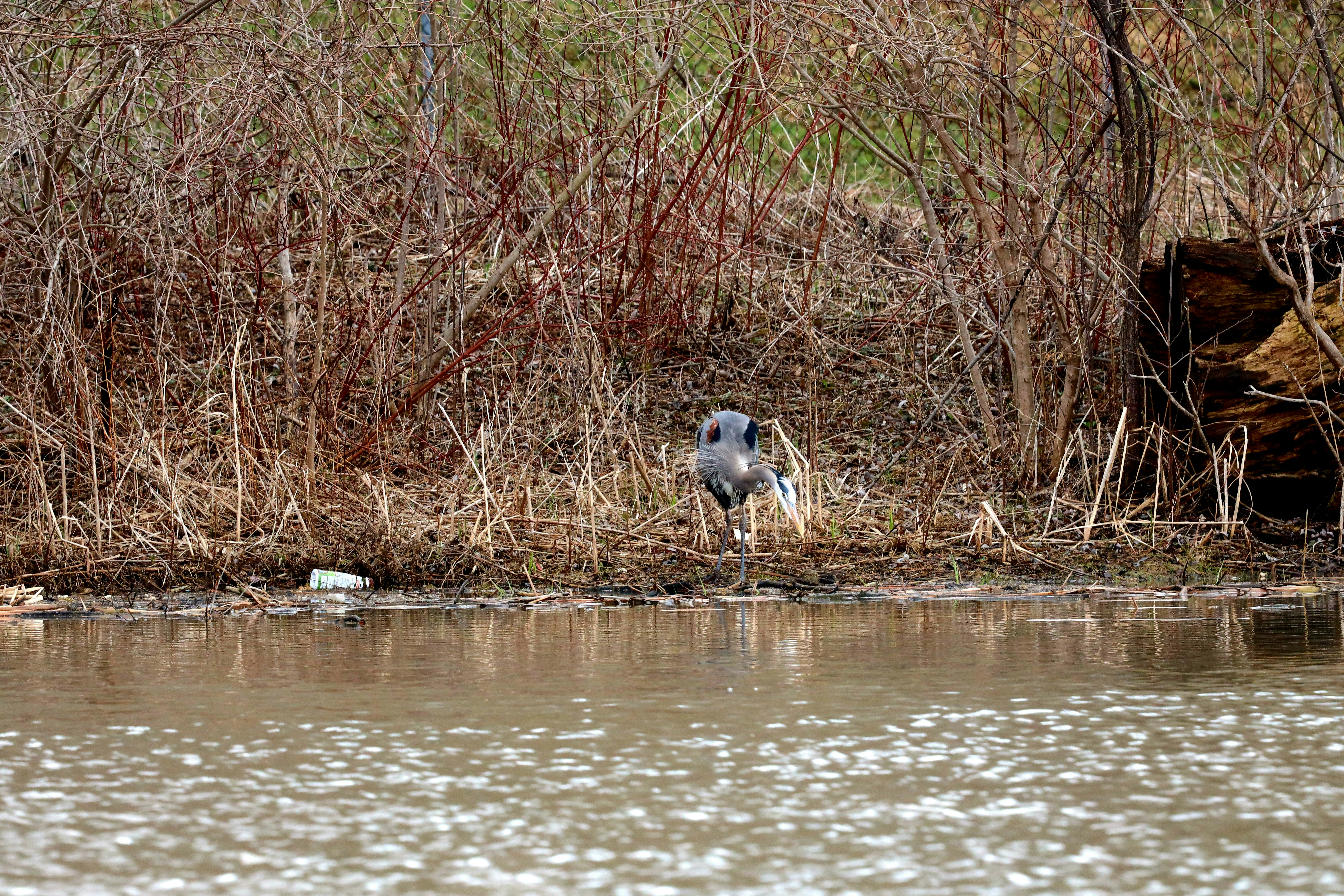 Un oiseau gris se tient près d’un plan d’eau.