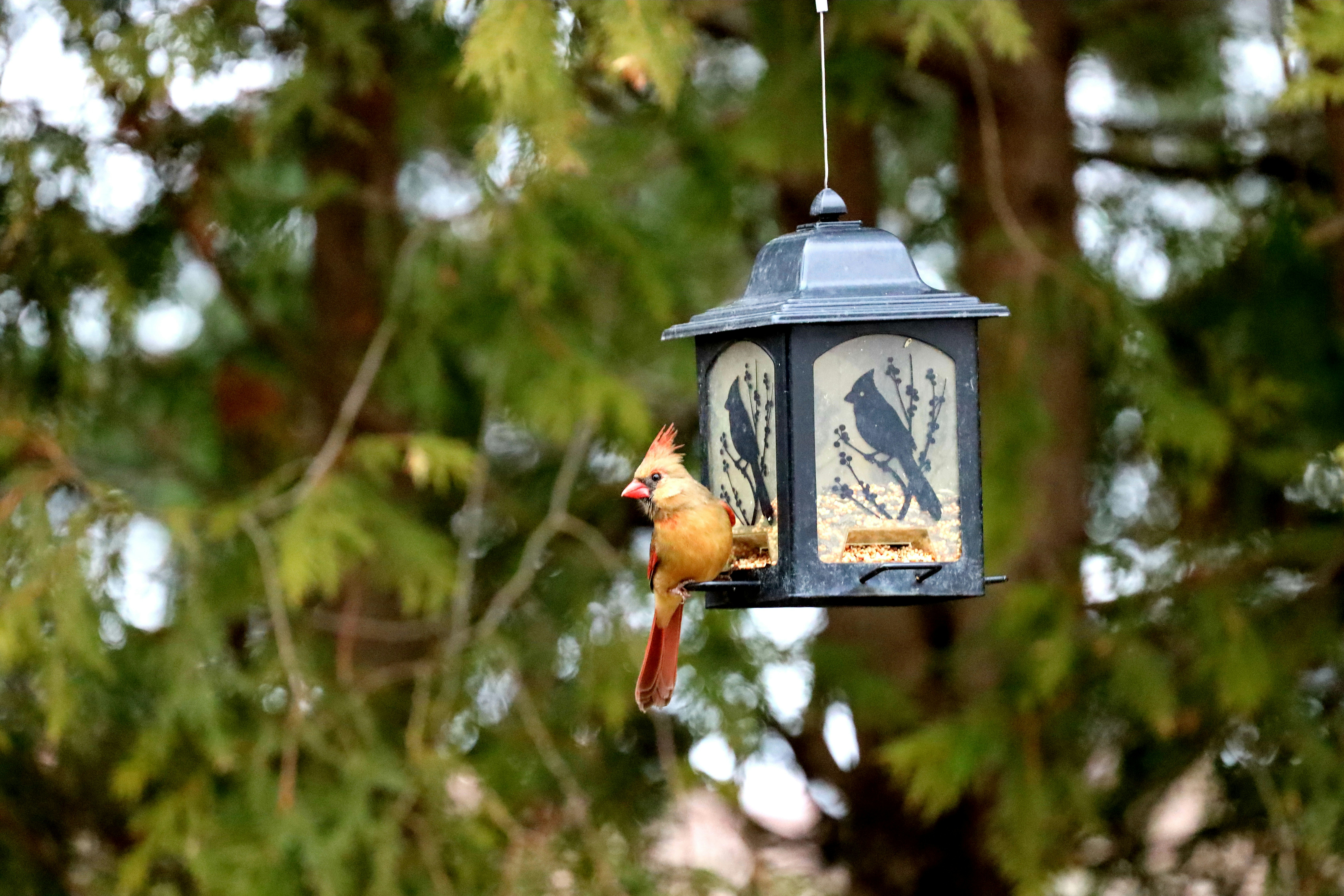 Cardinal perché sur une mangeoire à oiseaux