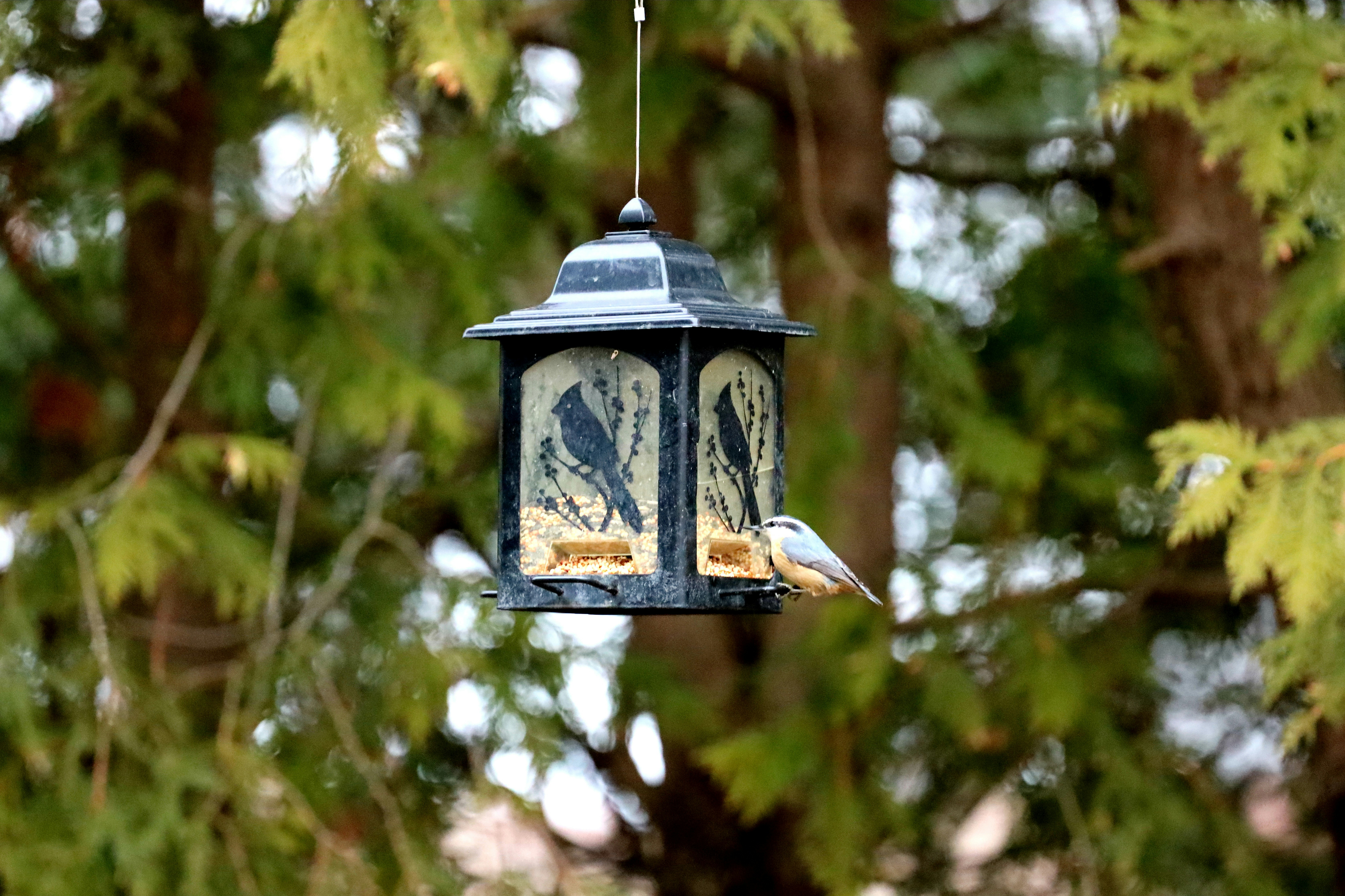 Un oiseau mange dans une mangeoire suspendue parmi les arbres.