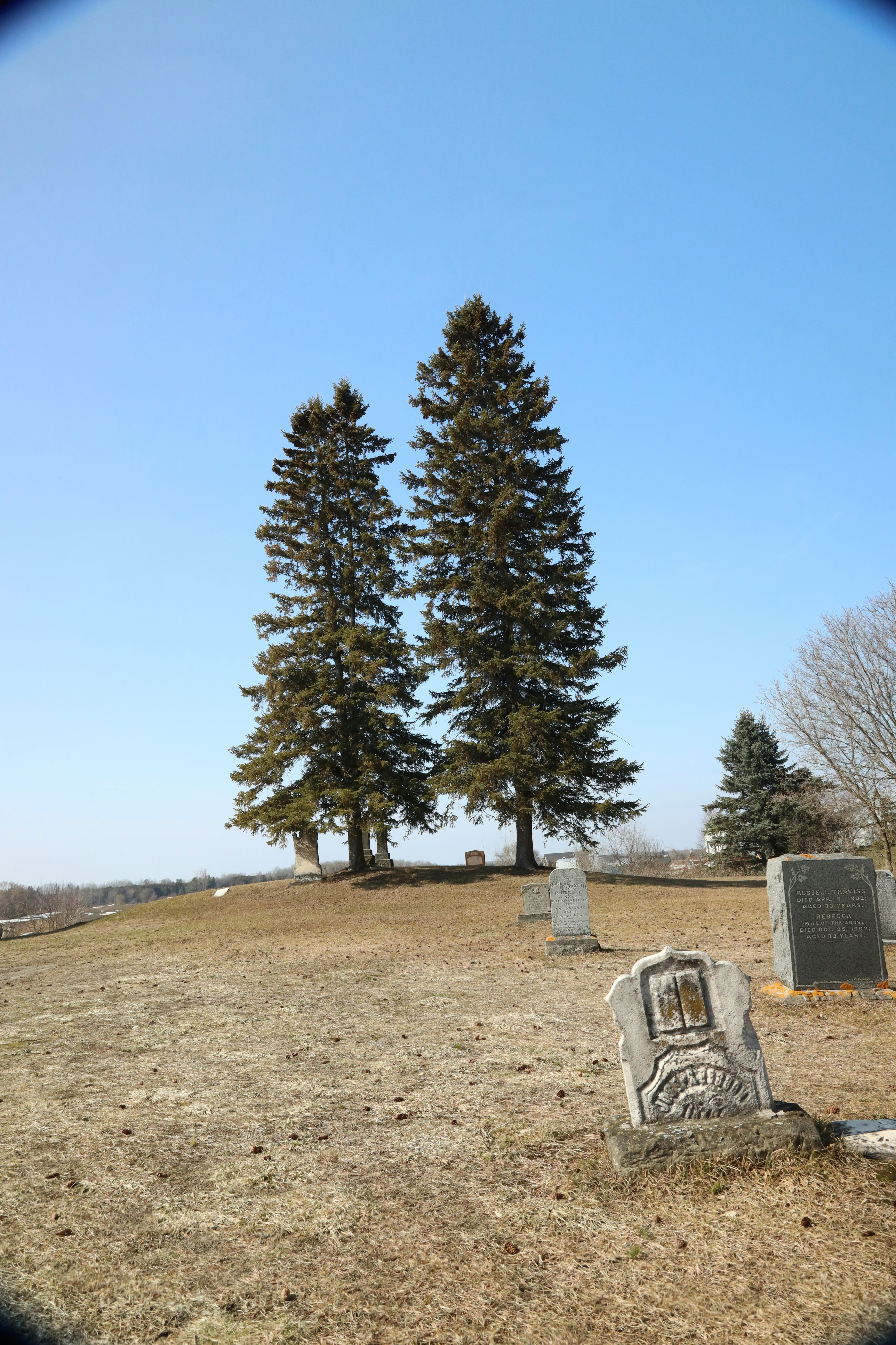 Deux grands pins se dressent dans un cimetière.