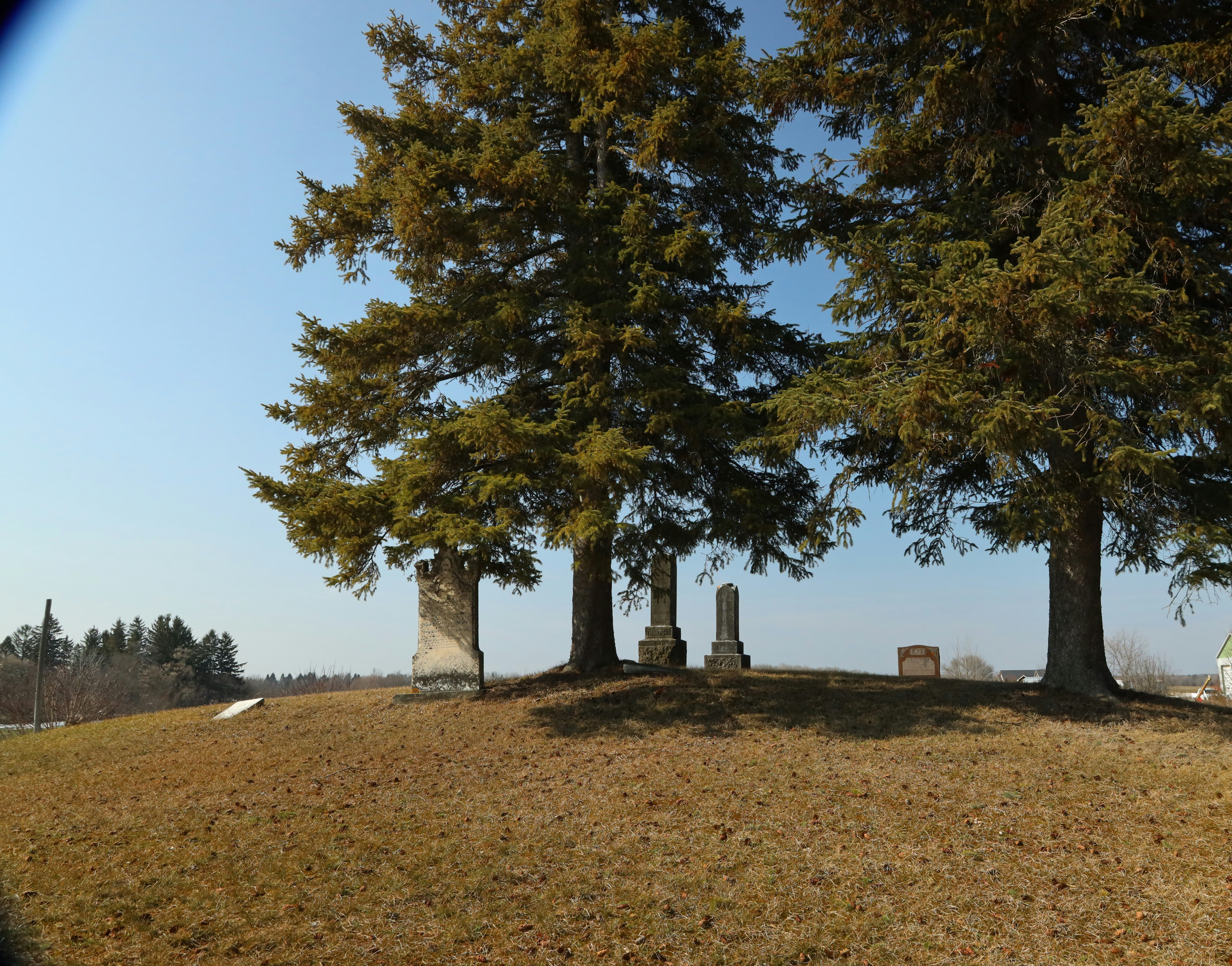 De grands arbres à feuilles persistantes se dressent au-dessus de pierres tombales par une journée ensoleillée.