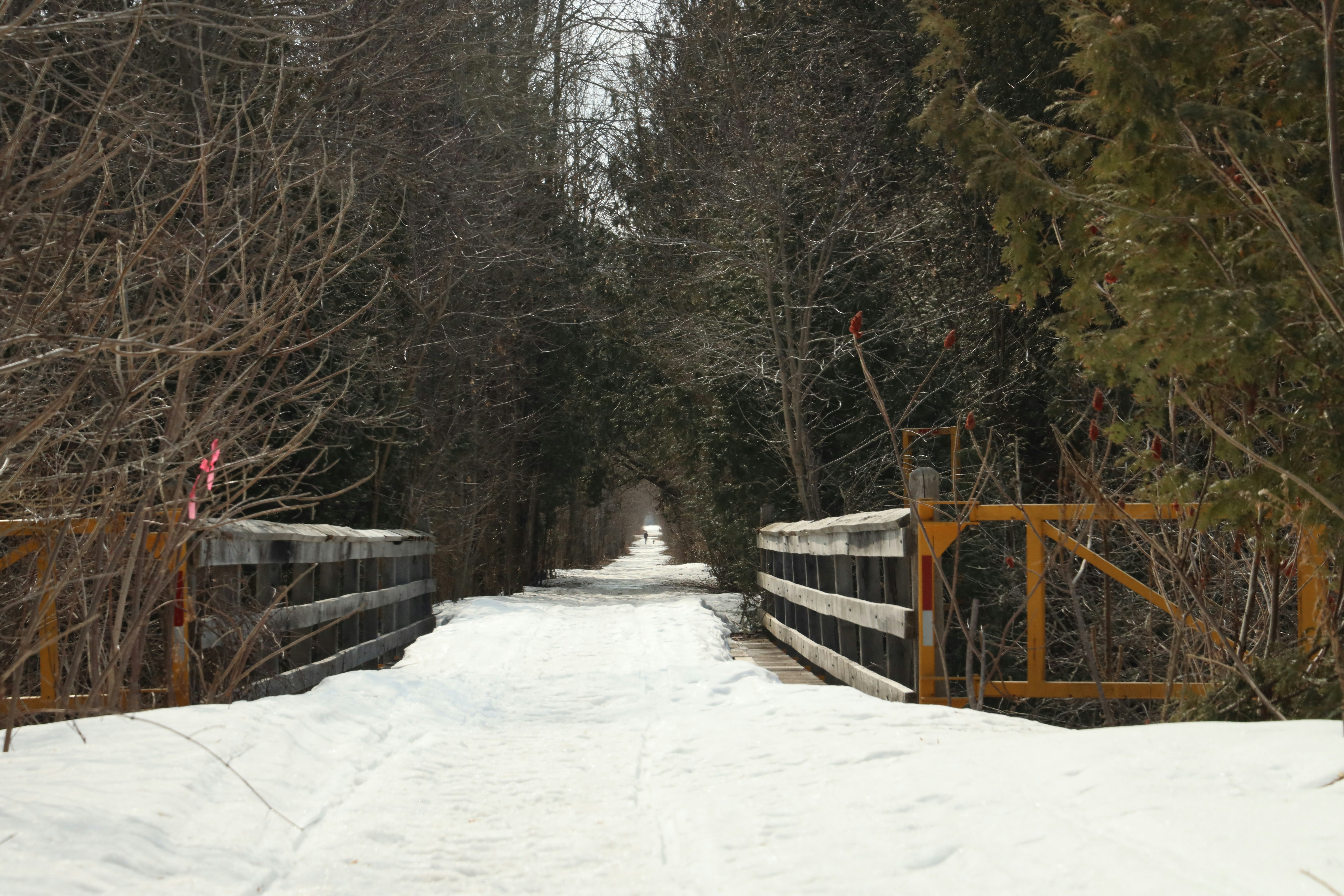 Un chemin enneigé entre deux ponts en bois et des arbres.