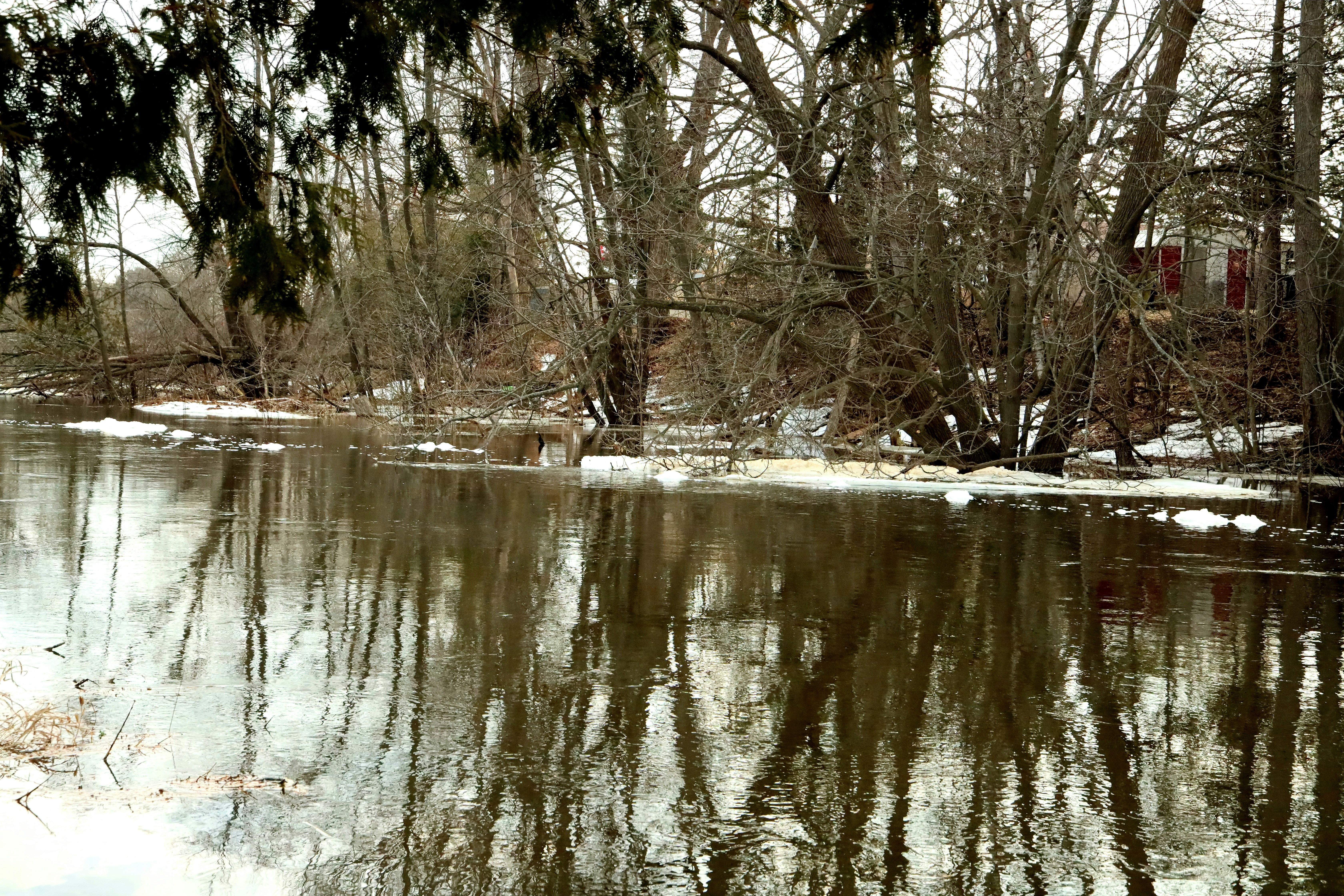 Les arbres nus se reflètent dans une rivière calme avec des plaques de glace.