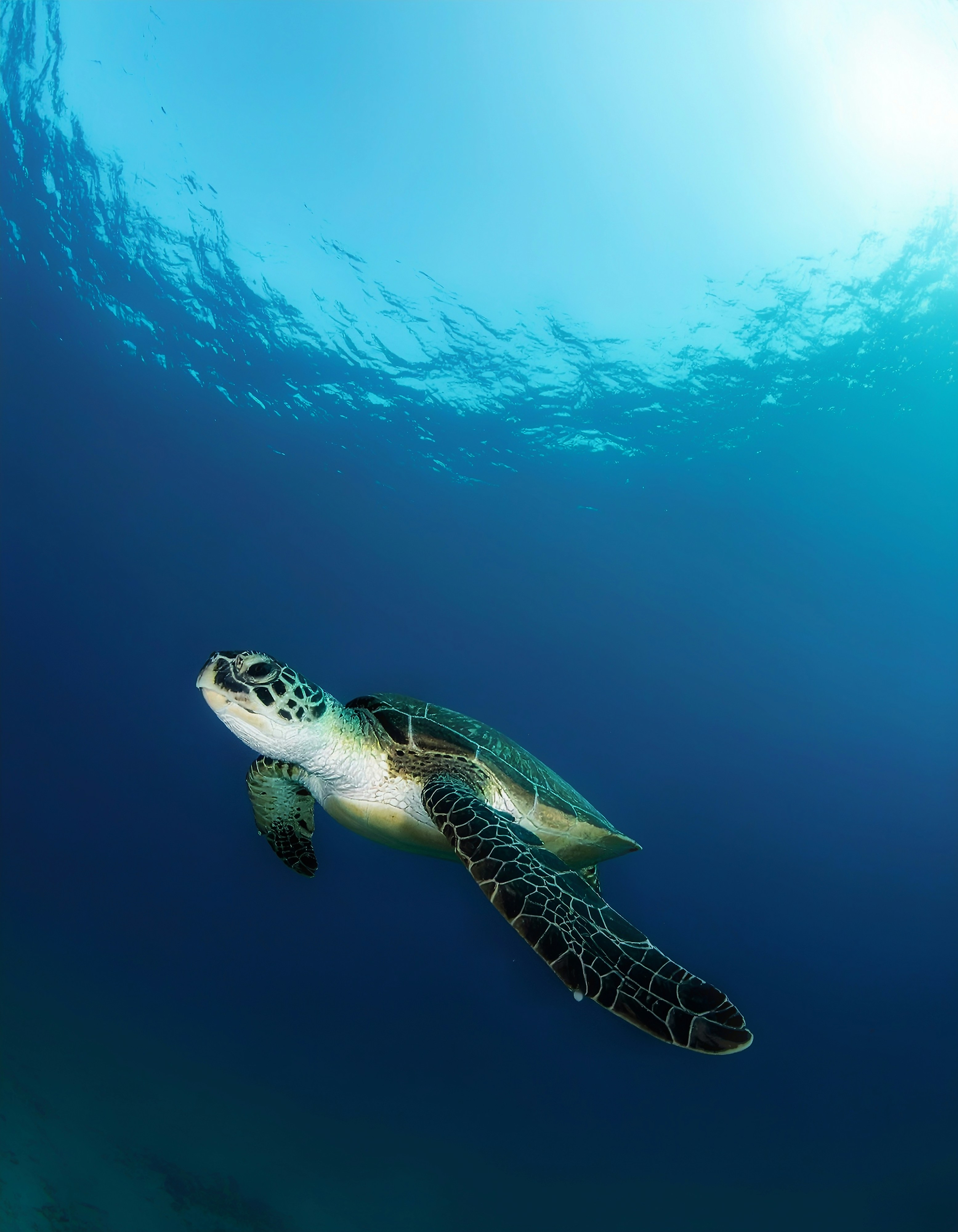 A sea turtle swims in the deep blue ocean.