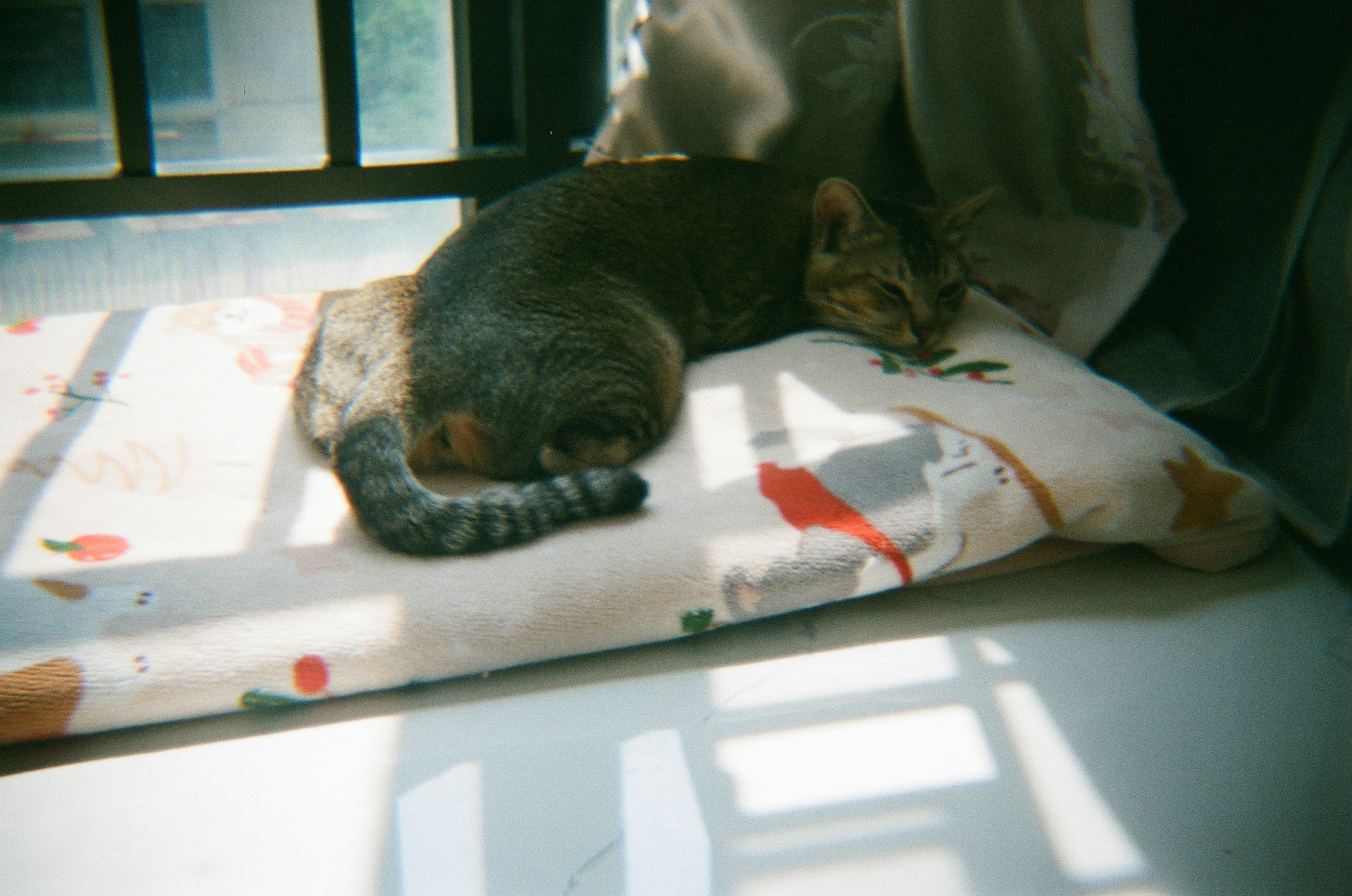 Un gato duerme en un cojín con estampado junto a la ventana.